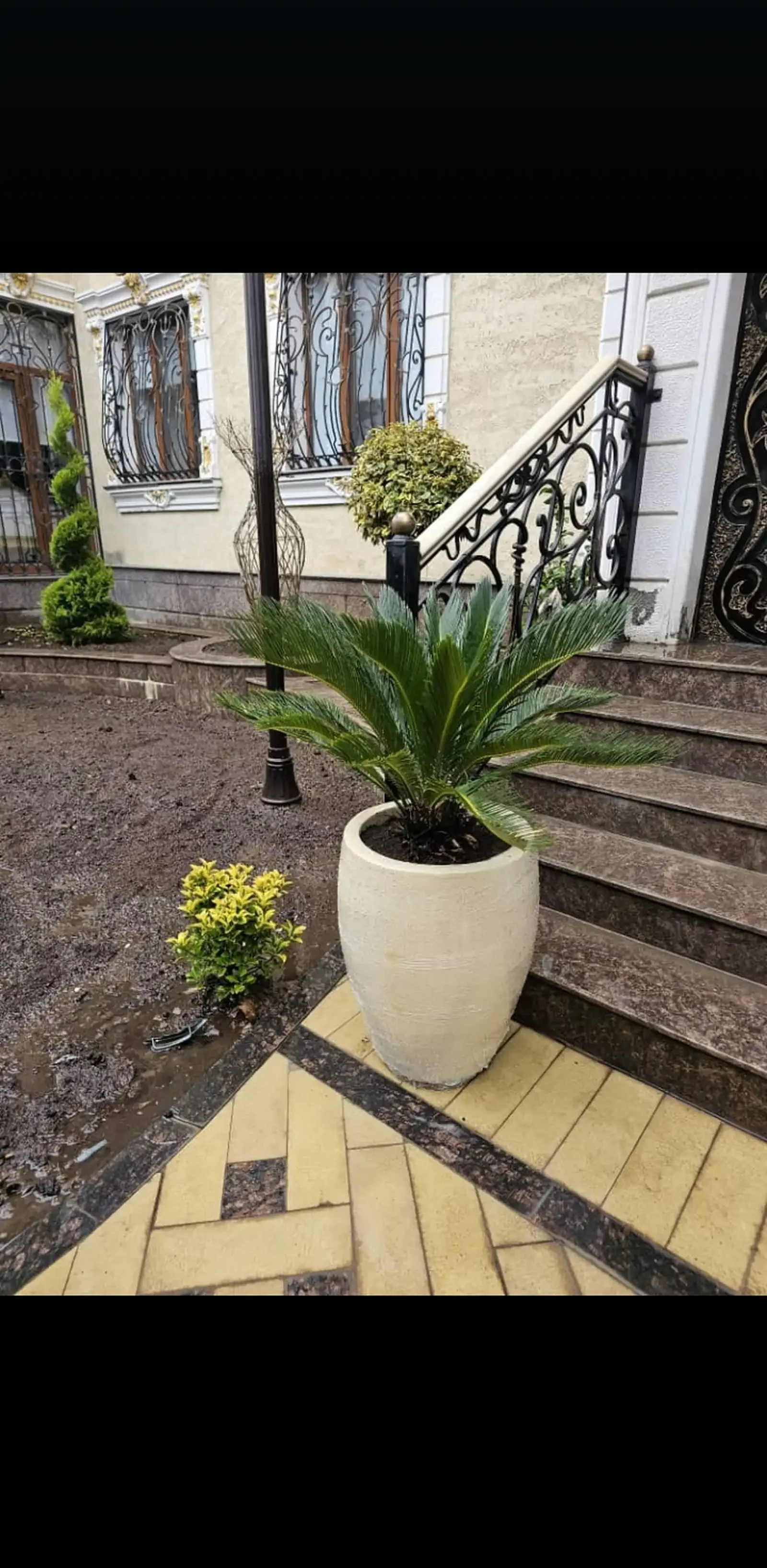 Пальма цикас