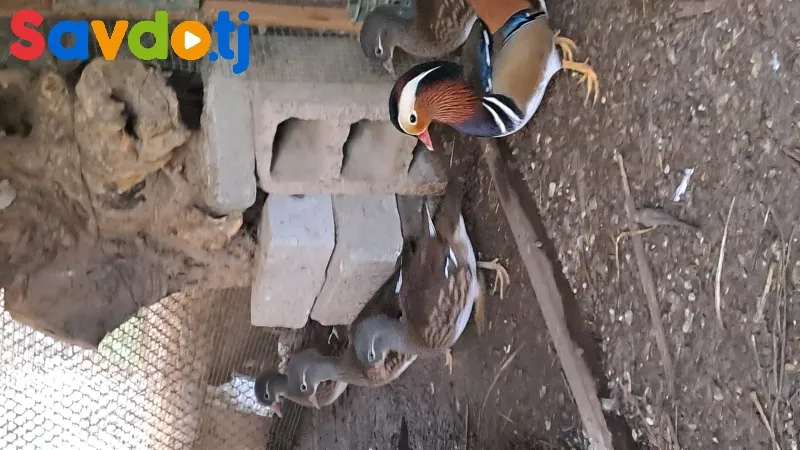 Утка мандаринка