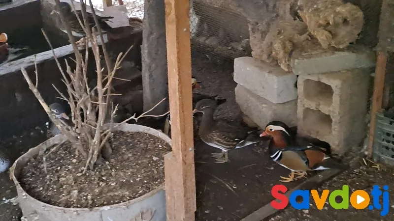 Утка мандаринка