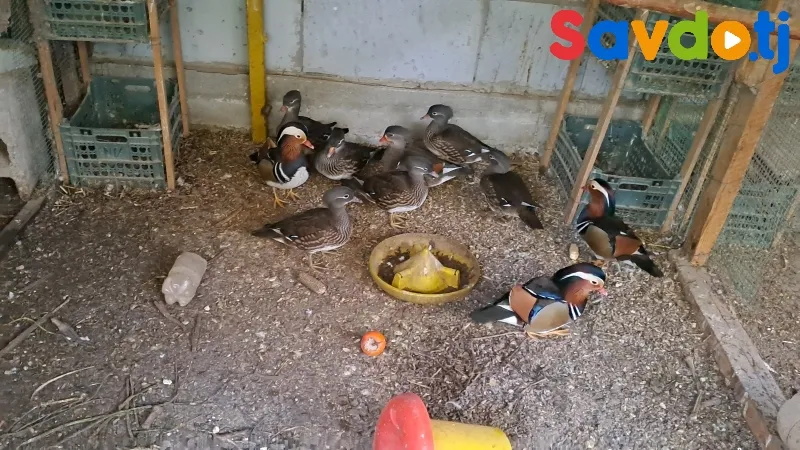 Утка мандаринка