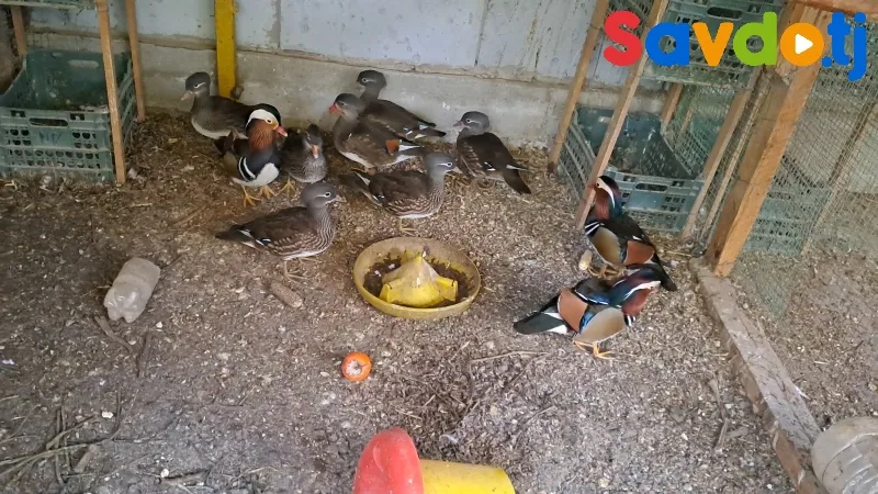 Утка мандаринка