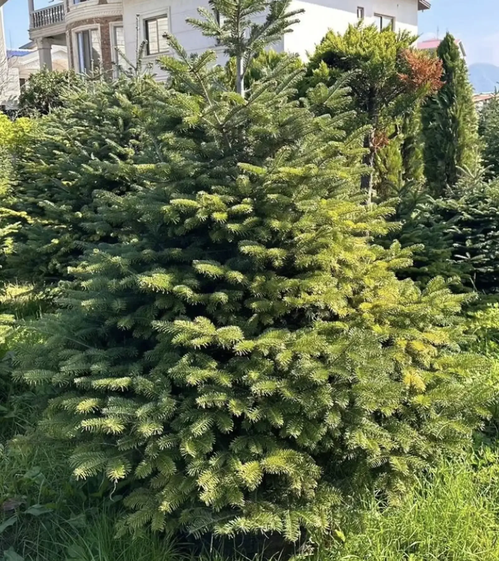 Пихта — фото 2