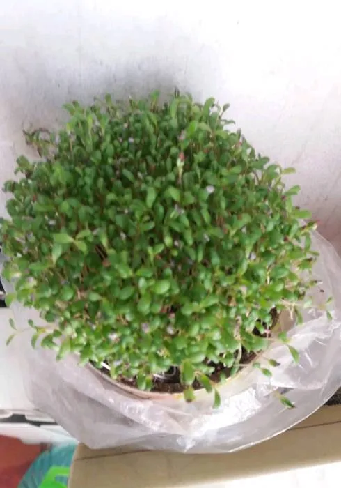 Тухми Рушка