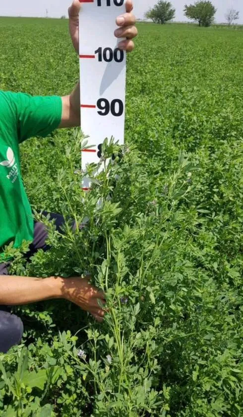 Тухми Рушка