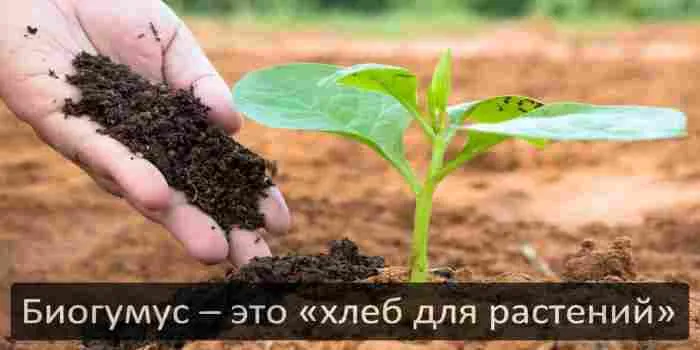 Биогумус