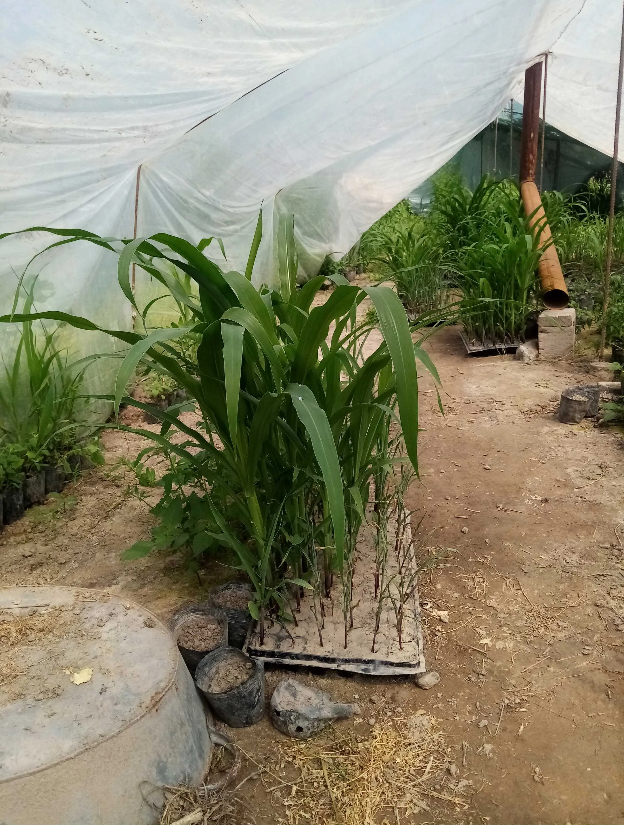 Чуворимакка