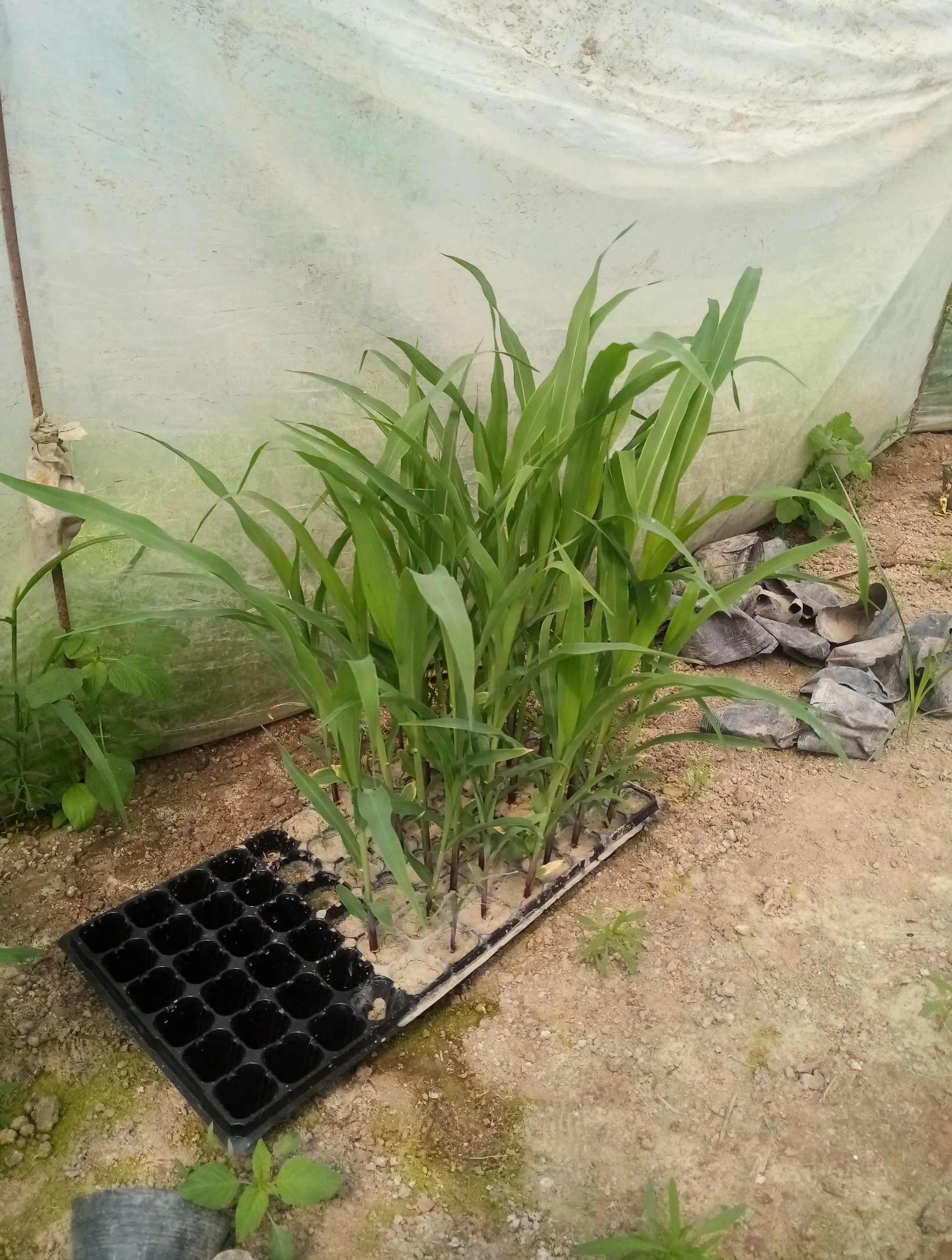 Чуворимакка