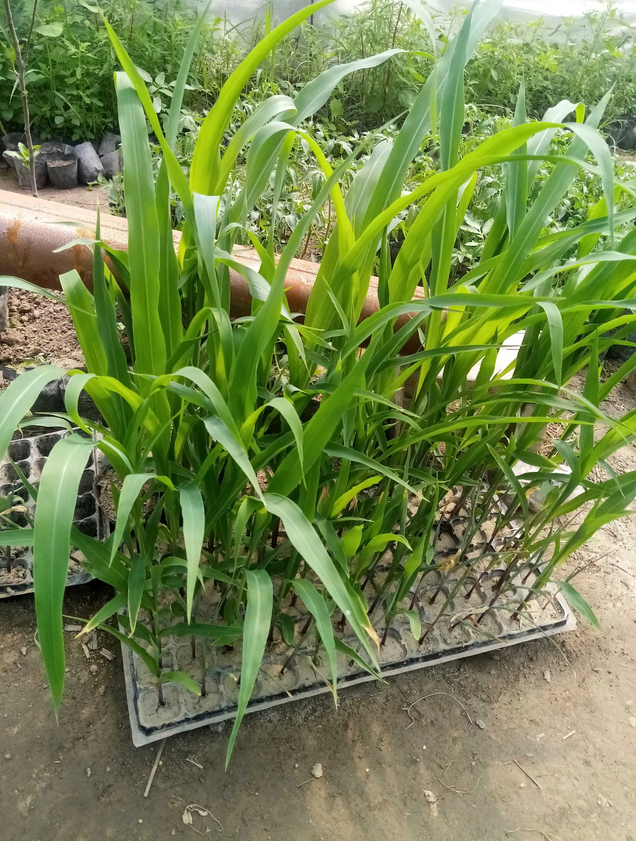 Чуворимакка