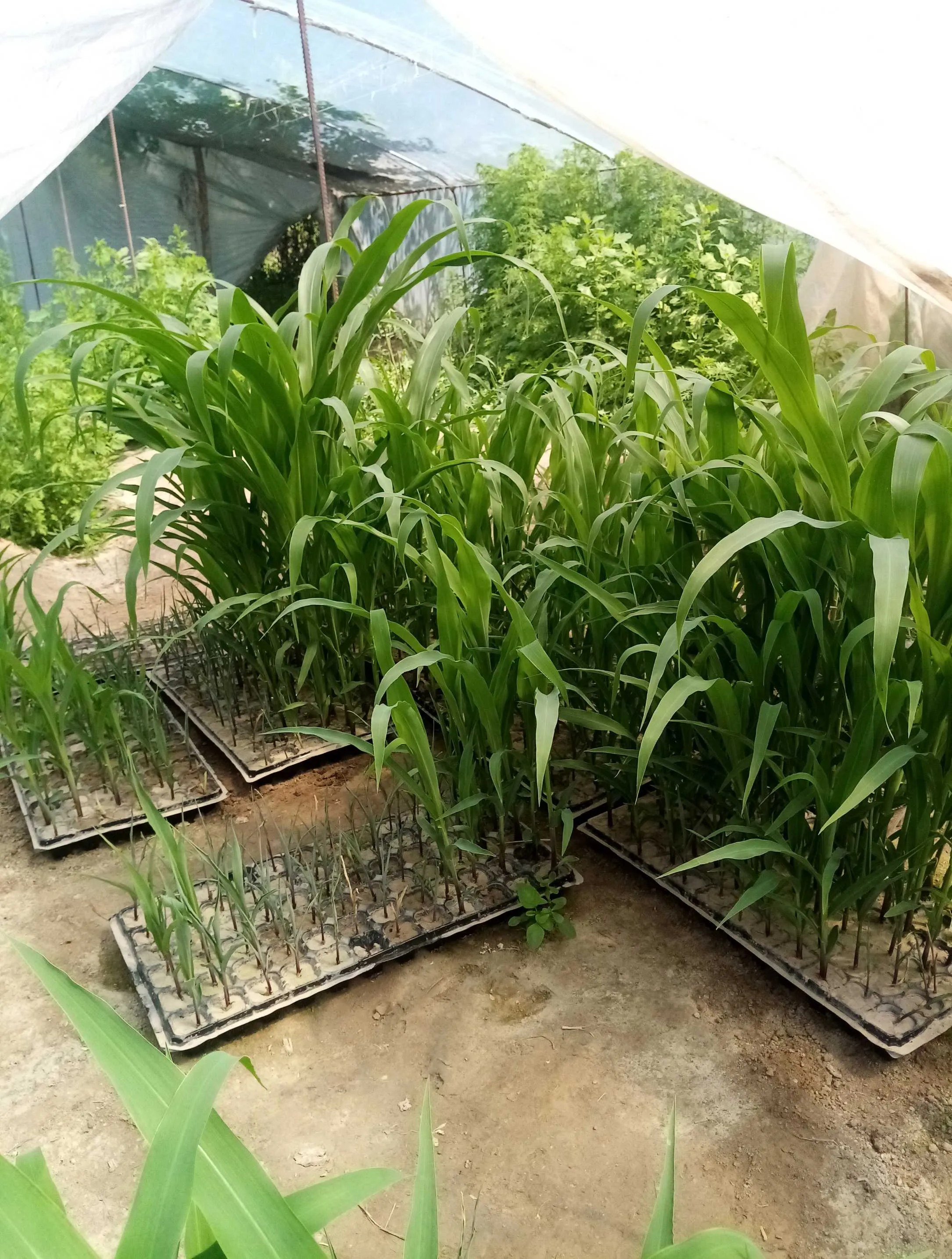 Чуворимакка