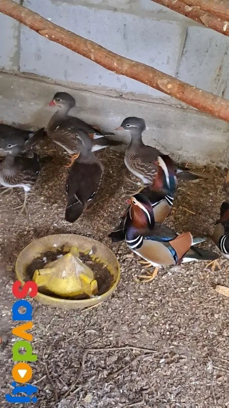 Утка мандаринка