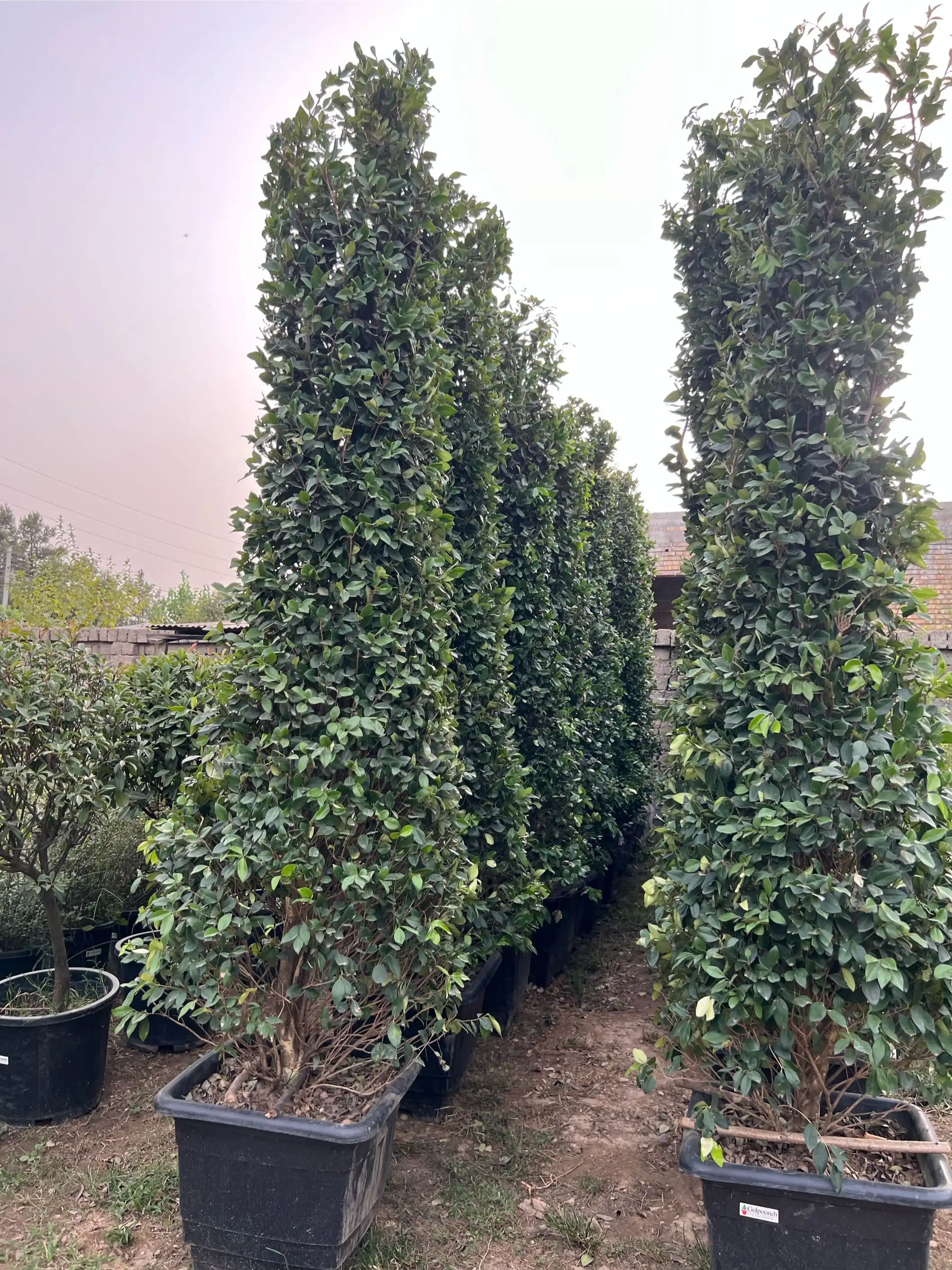 Ёсамин примидалное