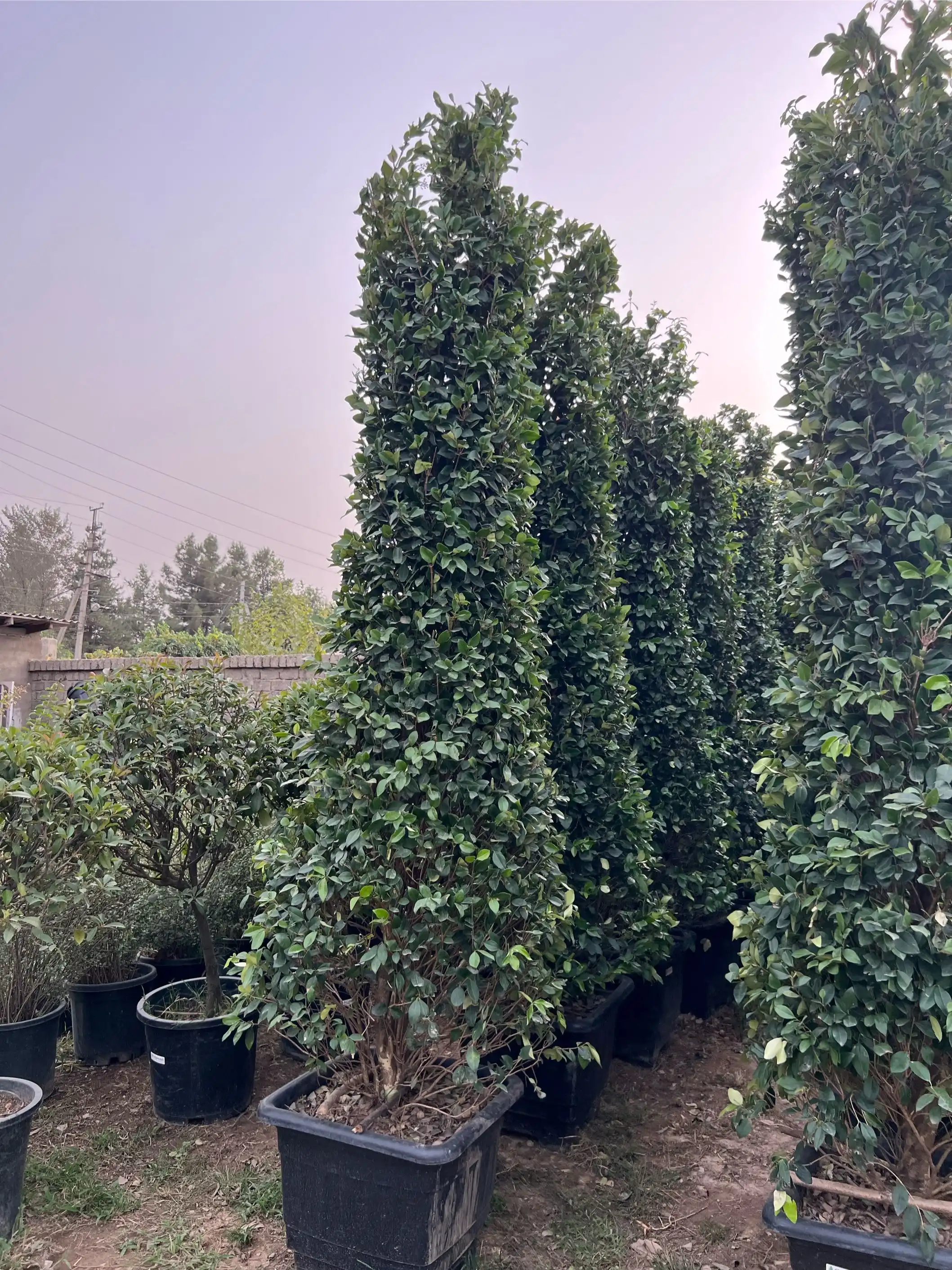 Ёсамин примидалное