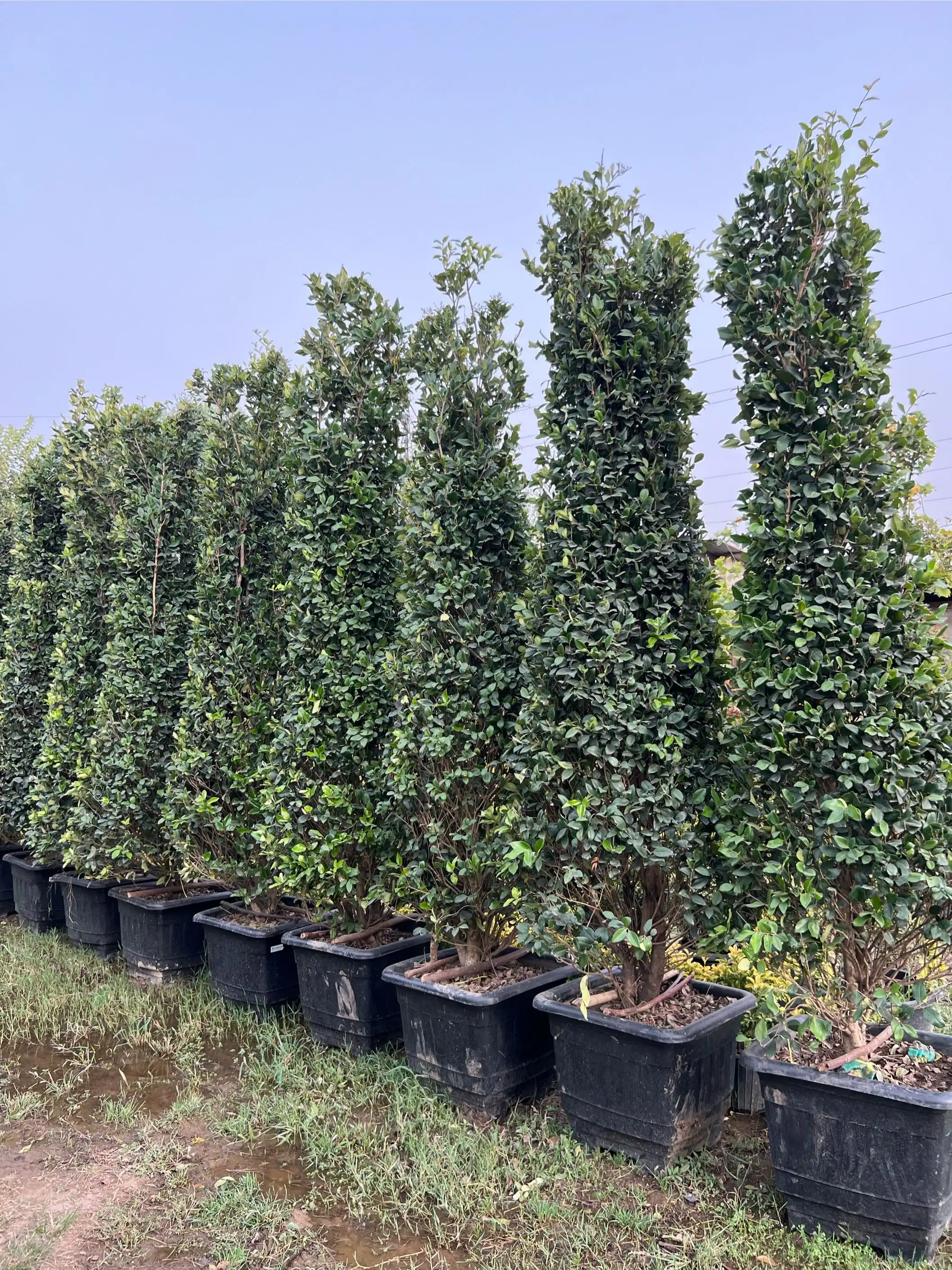 Ёсамин примидалное