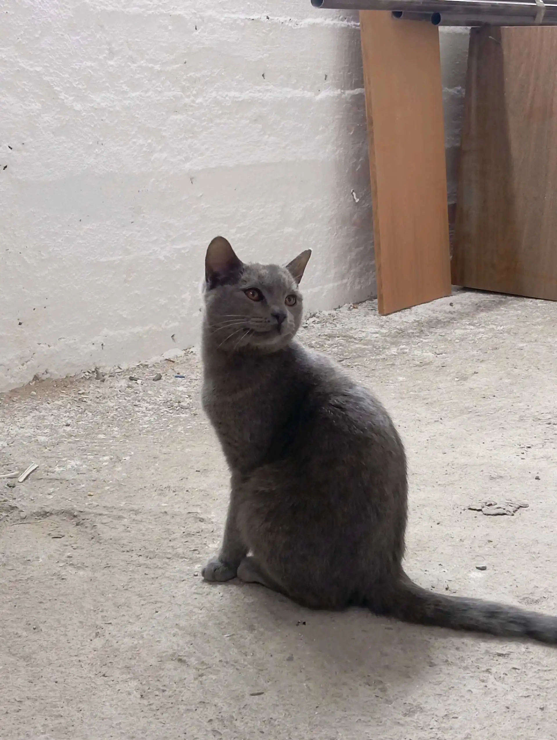 кошка шотландские