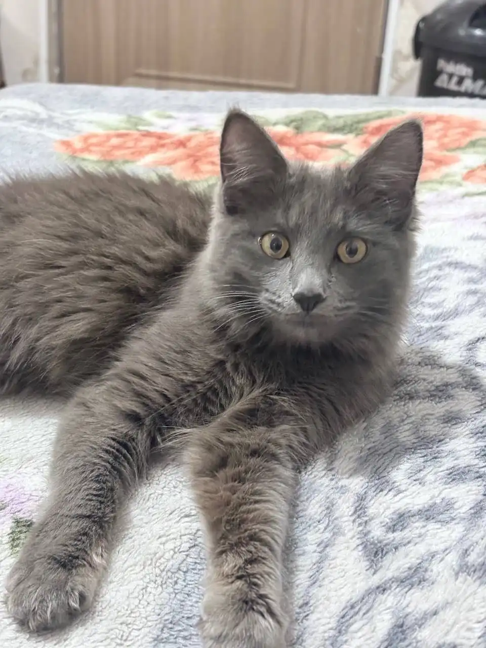 Порода нибилунг