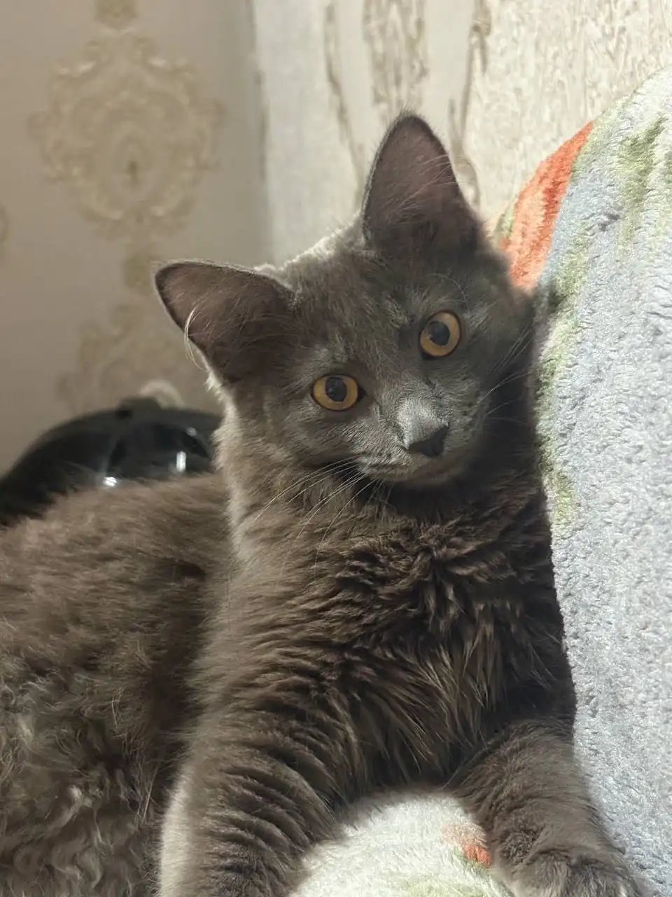 Порода нибилунг