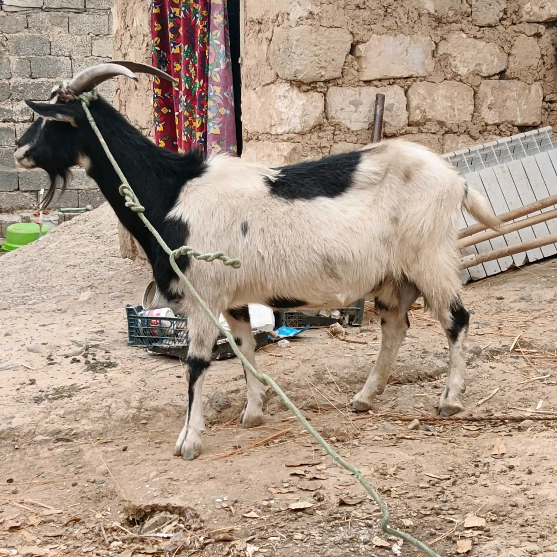 Бузи Альпийский