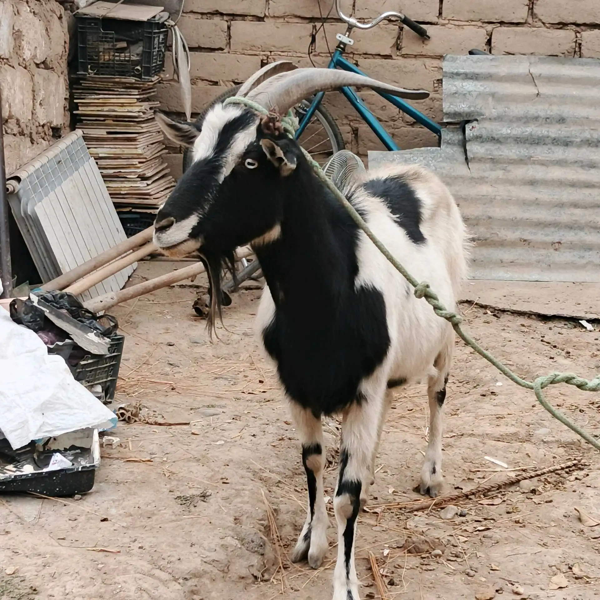 Бузи Альпийский