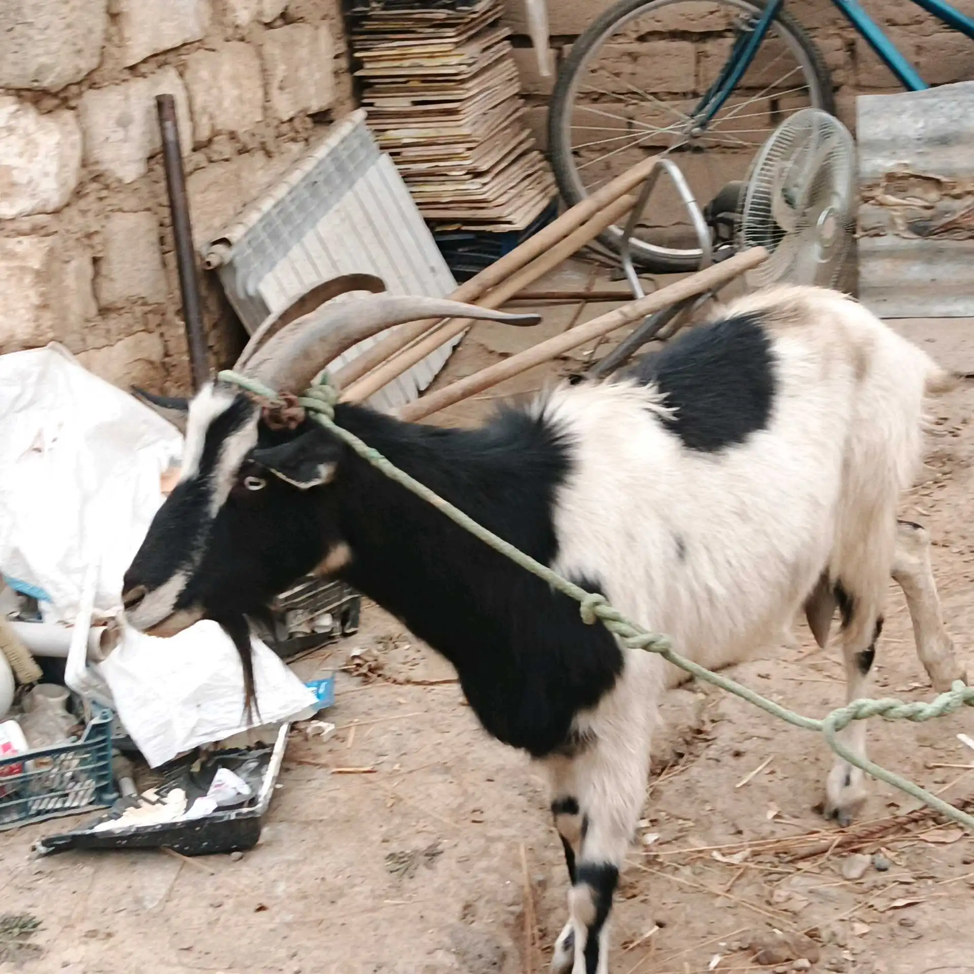 Бузи Альпийский