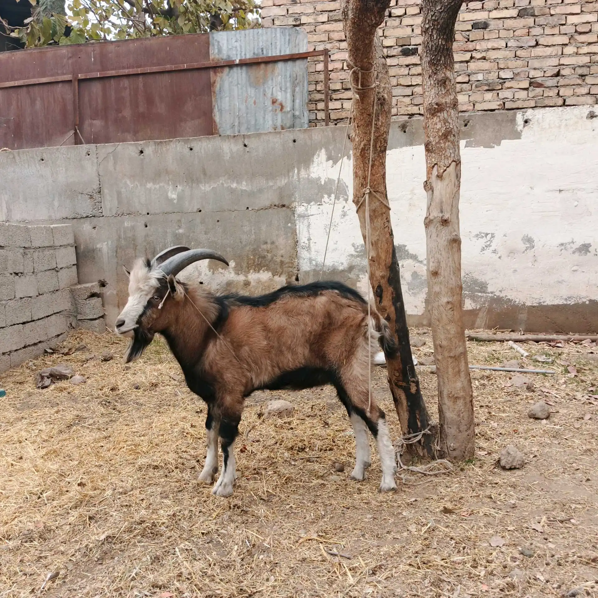 Такачаи Алпийский