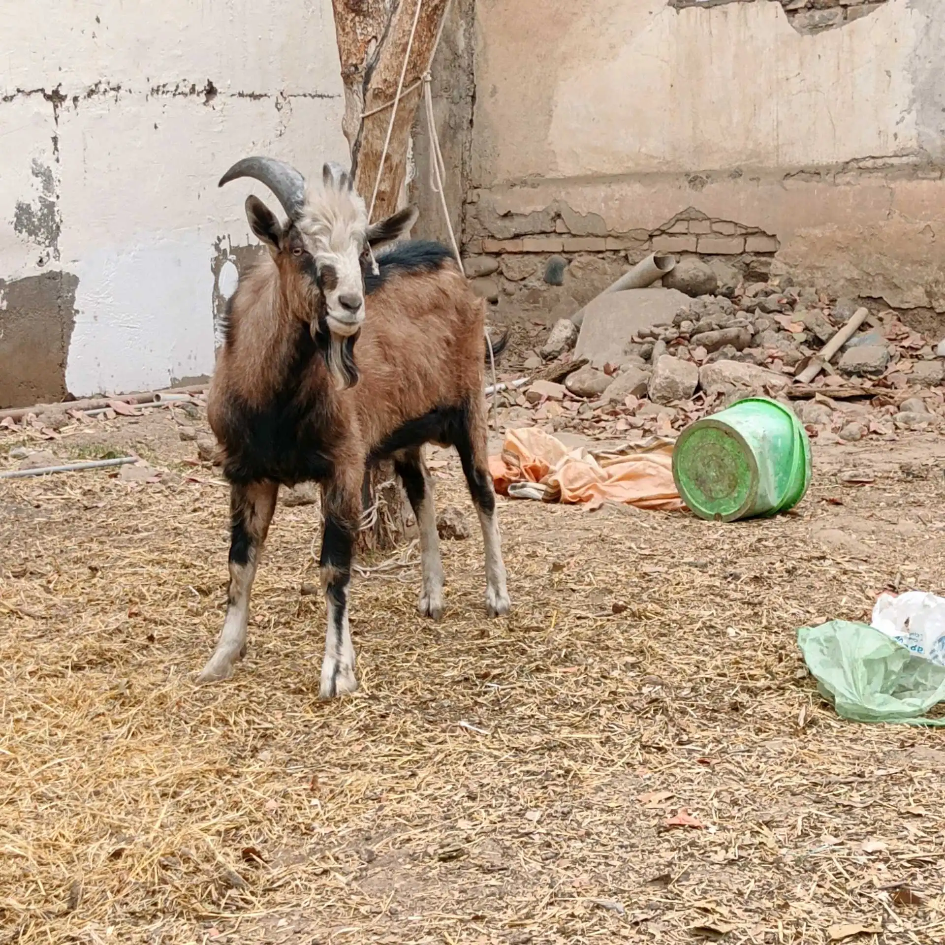 Такачаи Алпийский