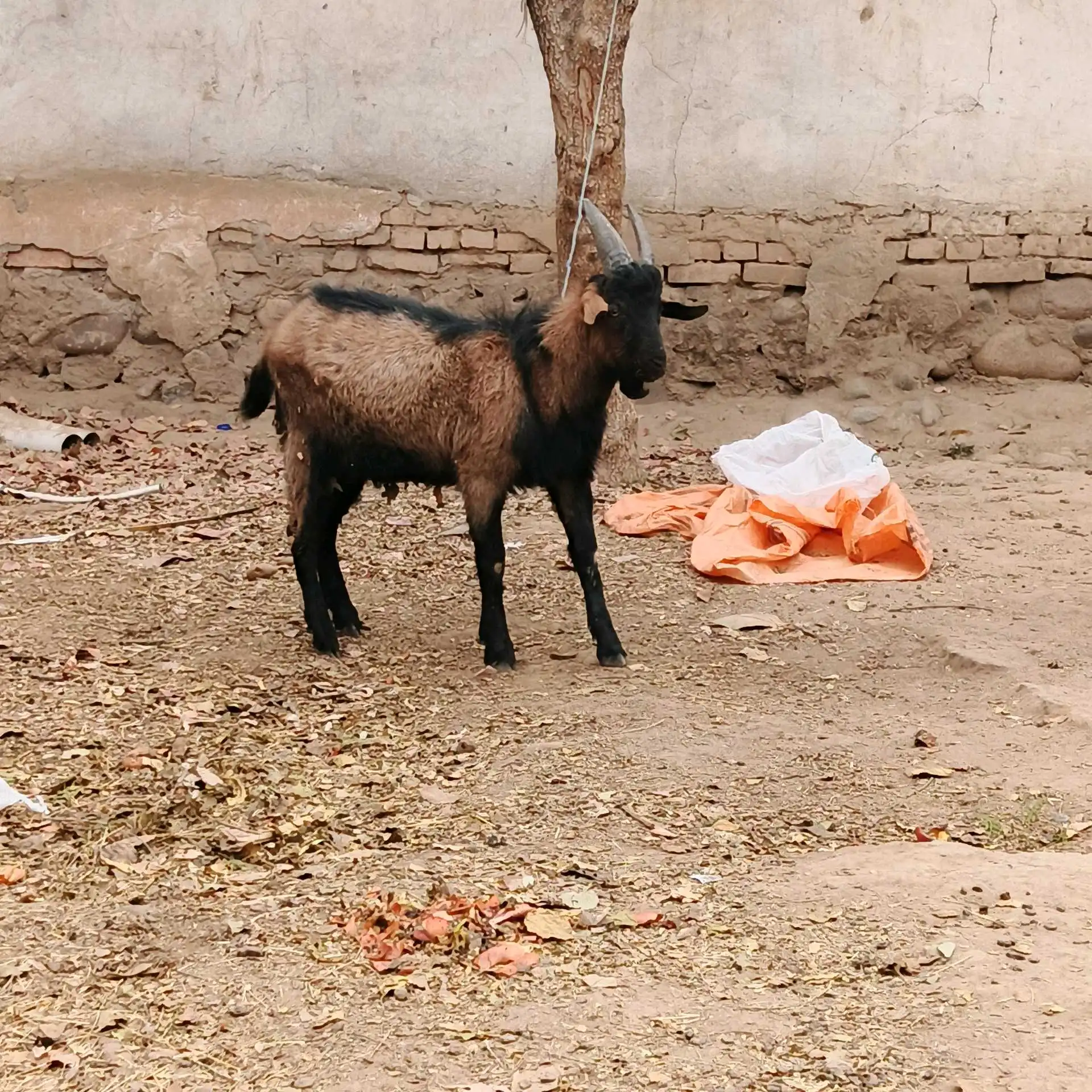 Такачаи Алпийский