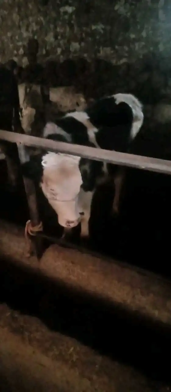 Молхои тоза