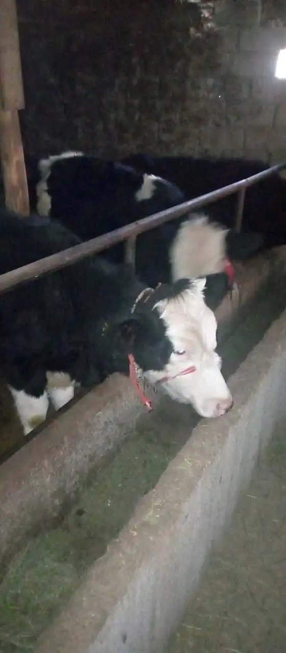 Молхои тоза