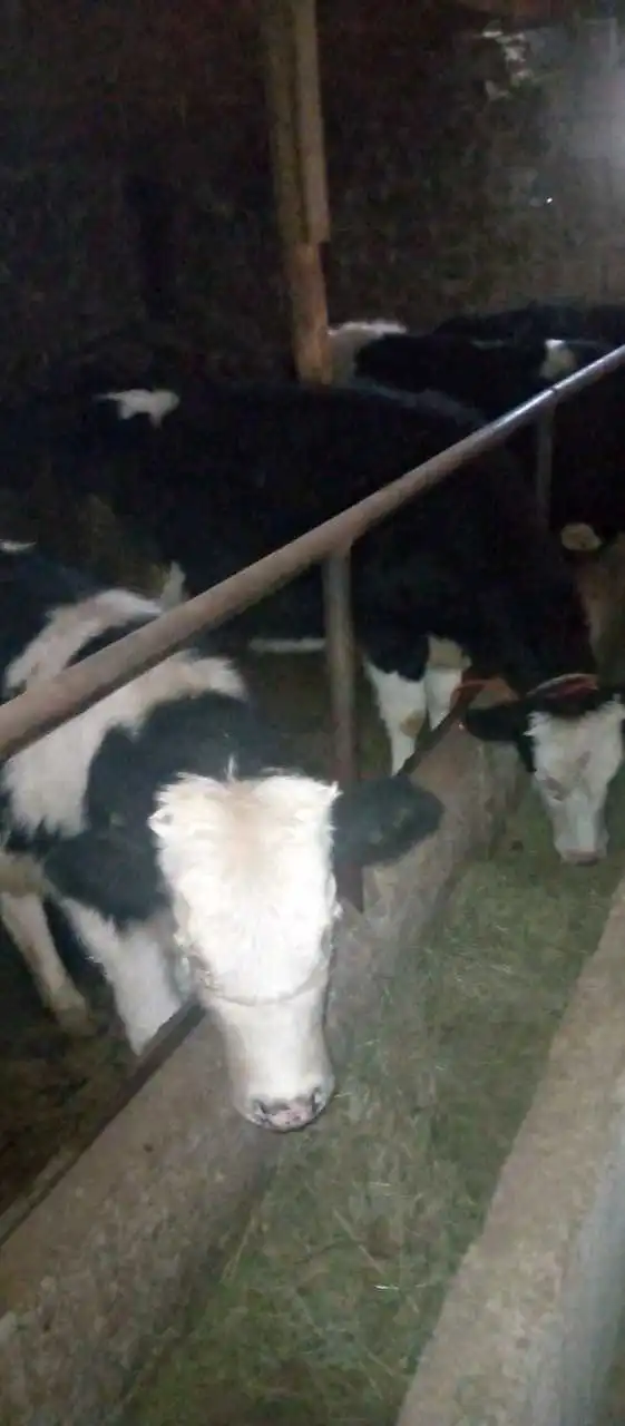 Молхои тоза