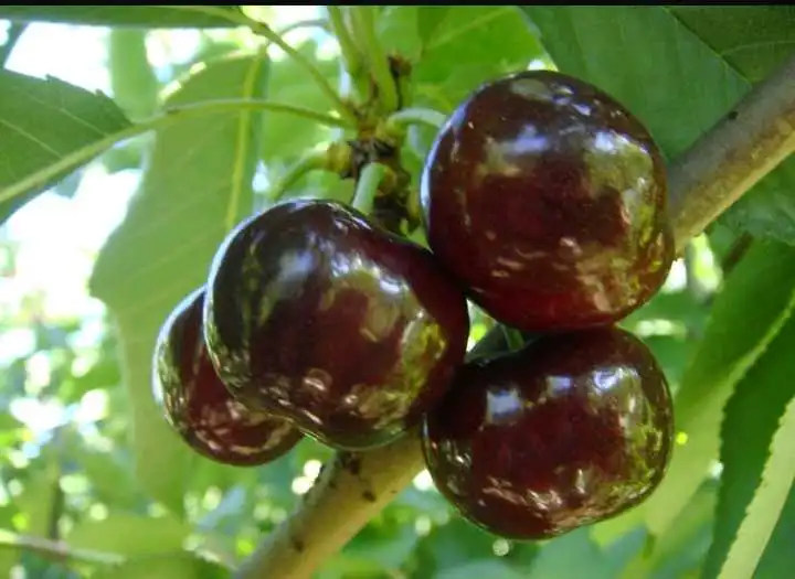 дарахтҳои гелосҳои нави валавой