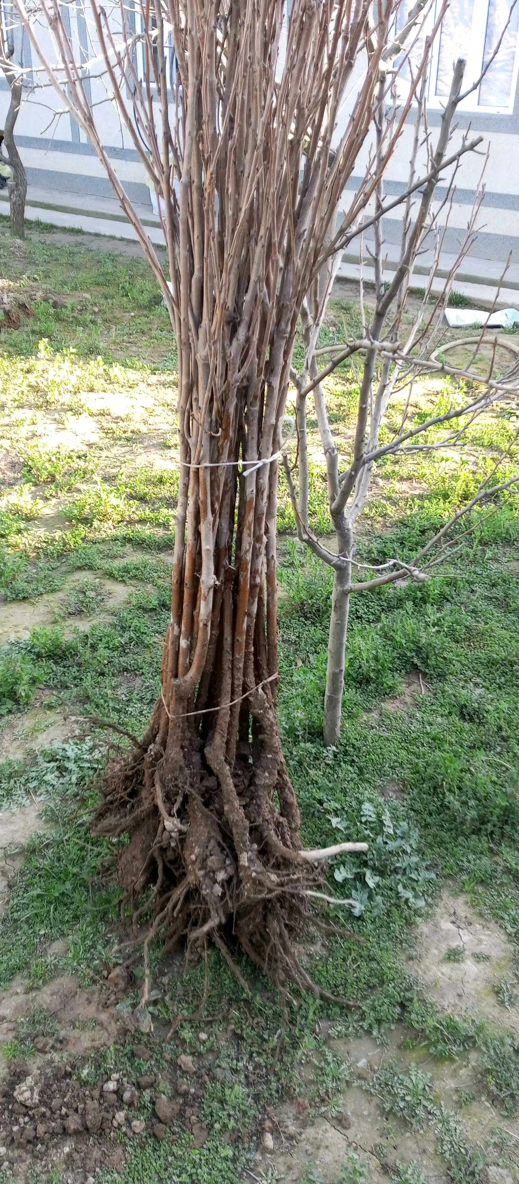 дарахтҳои гелосҳои нави валавой