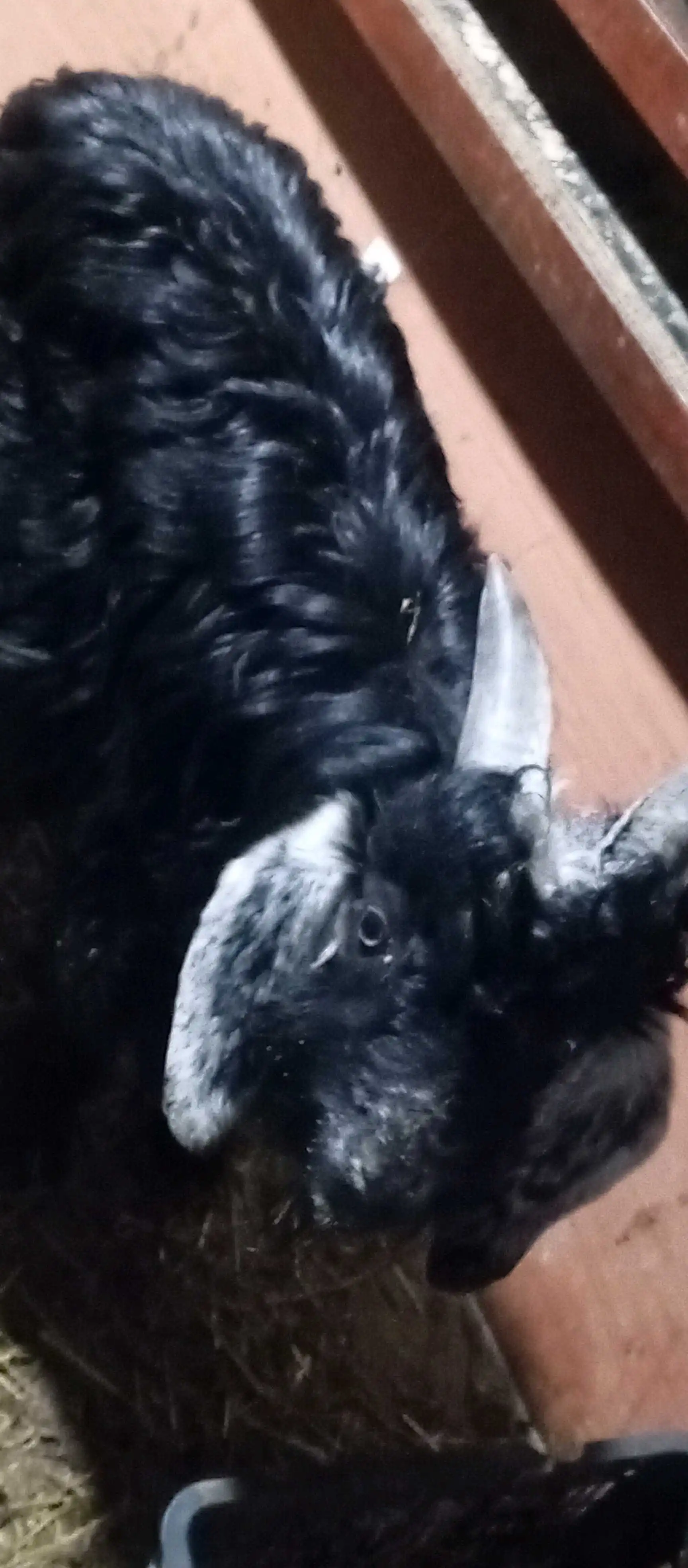 Молхои барои курбони