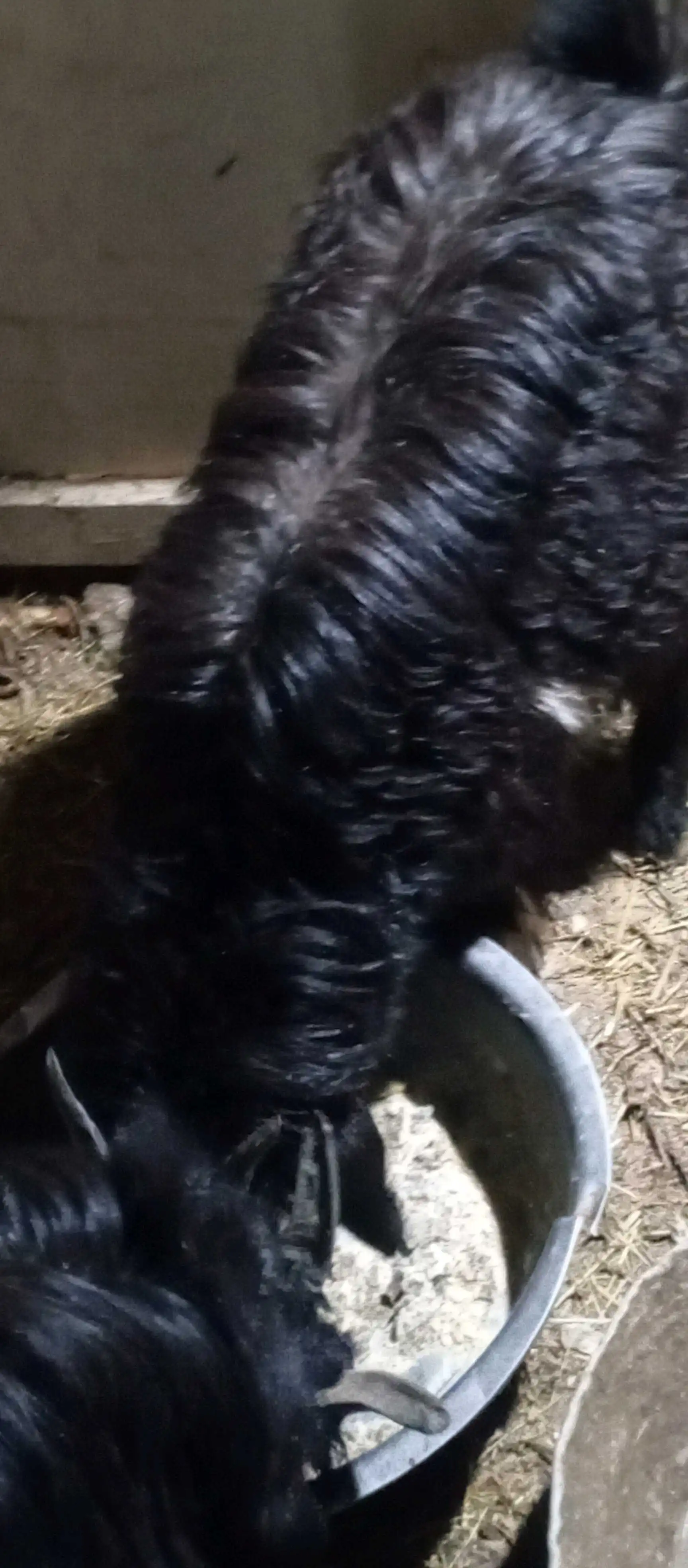 Молхои барои курбони