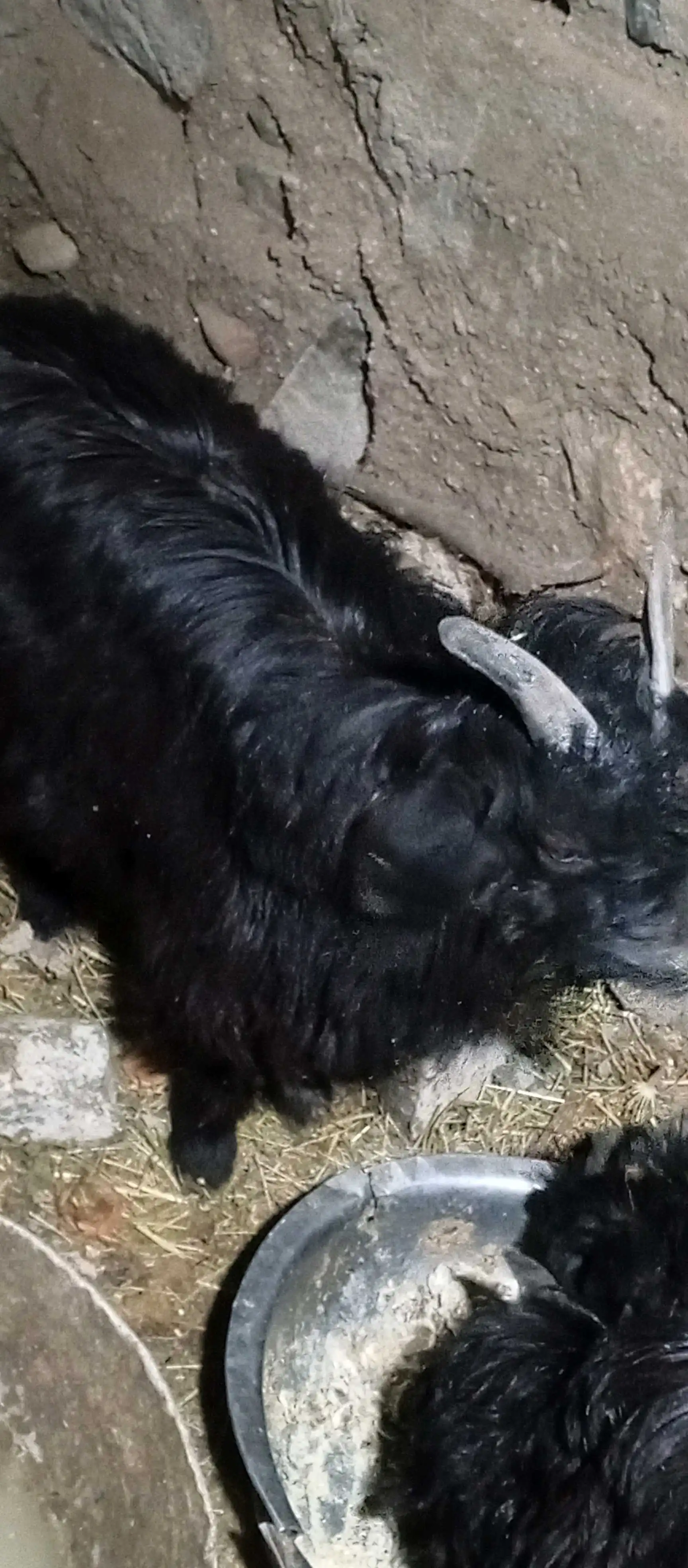 Молхои барои курбони