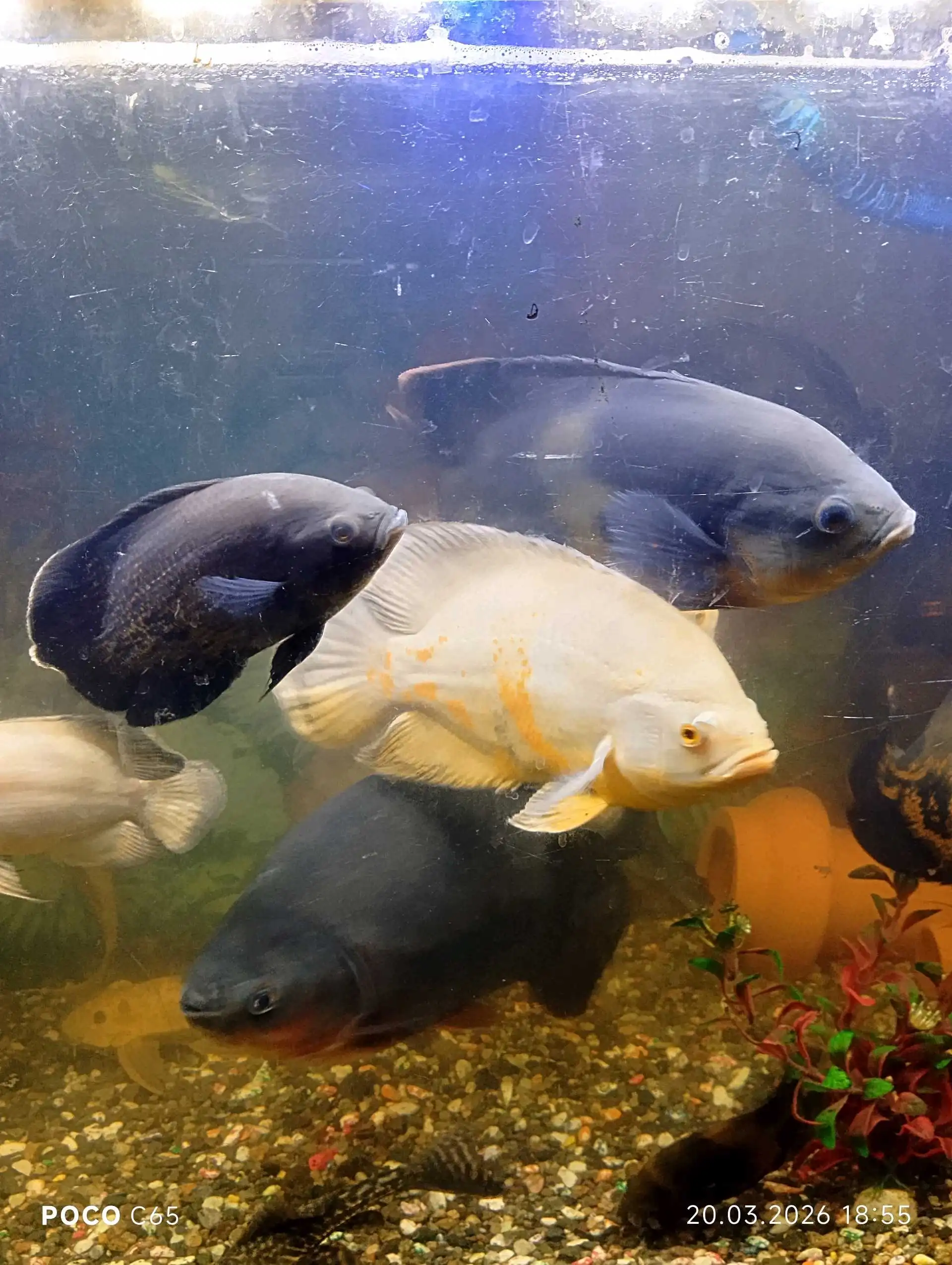 Астронотусы