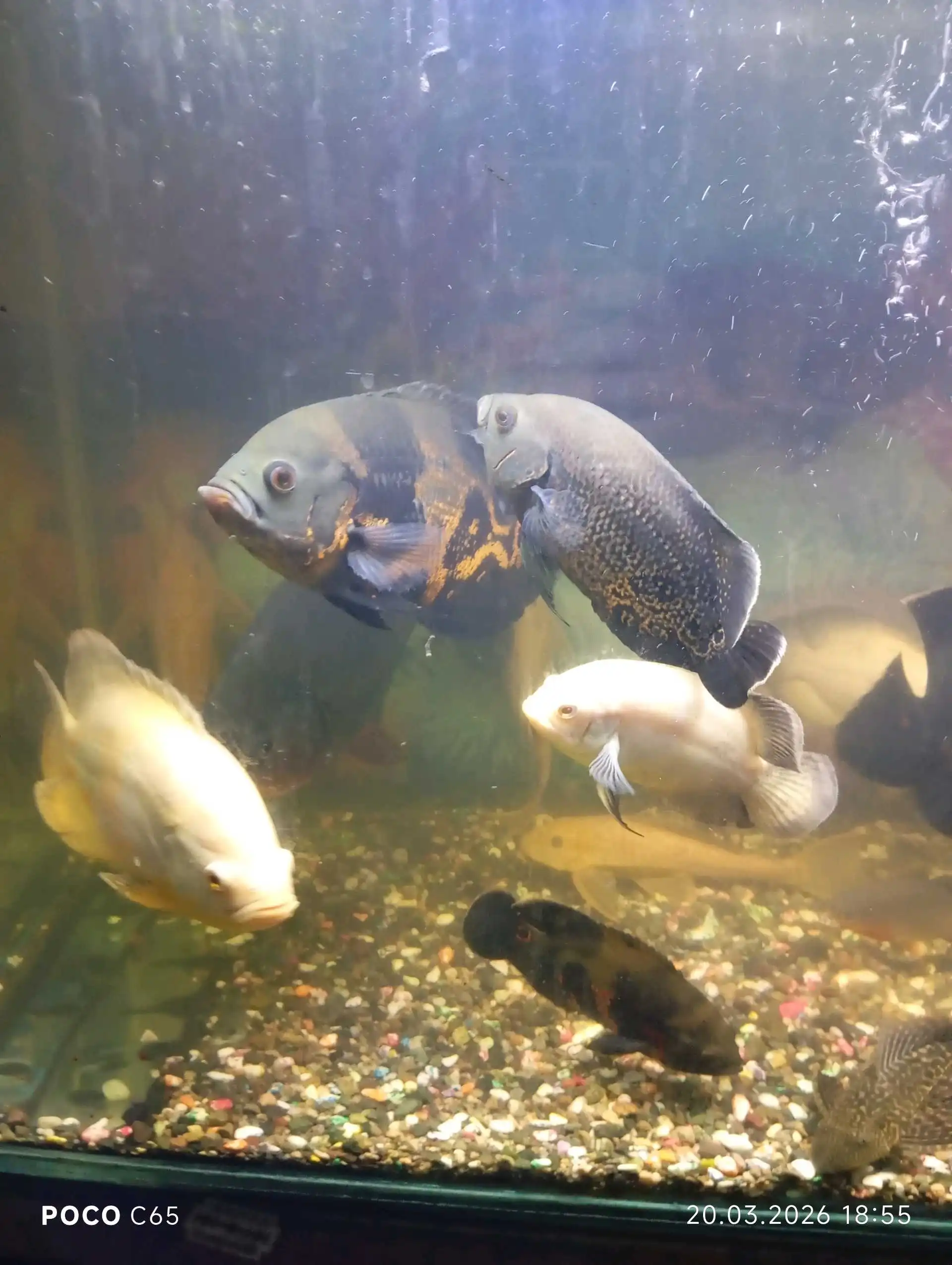 Астронотусы