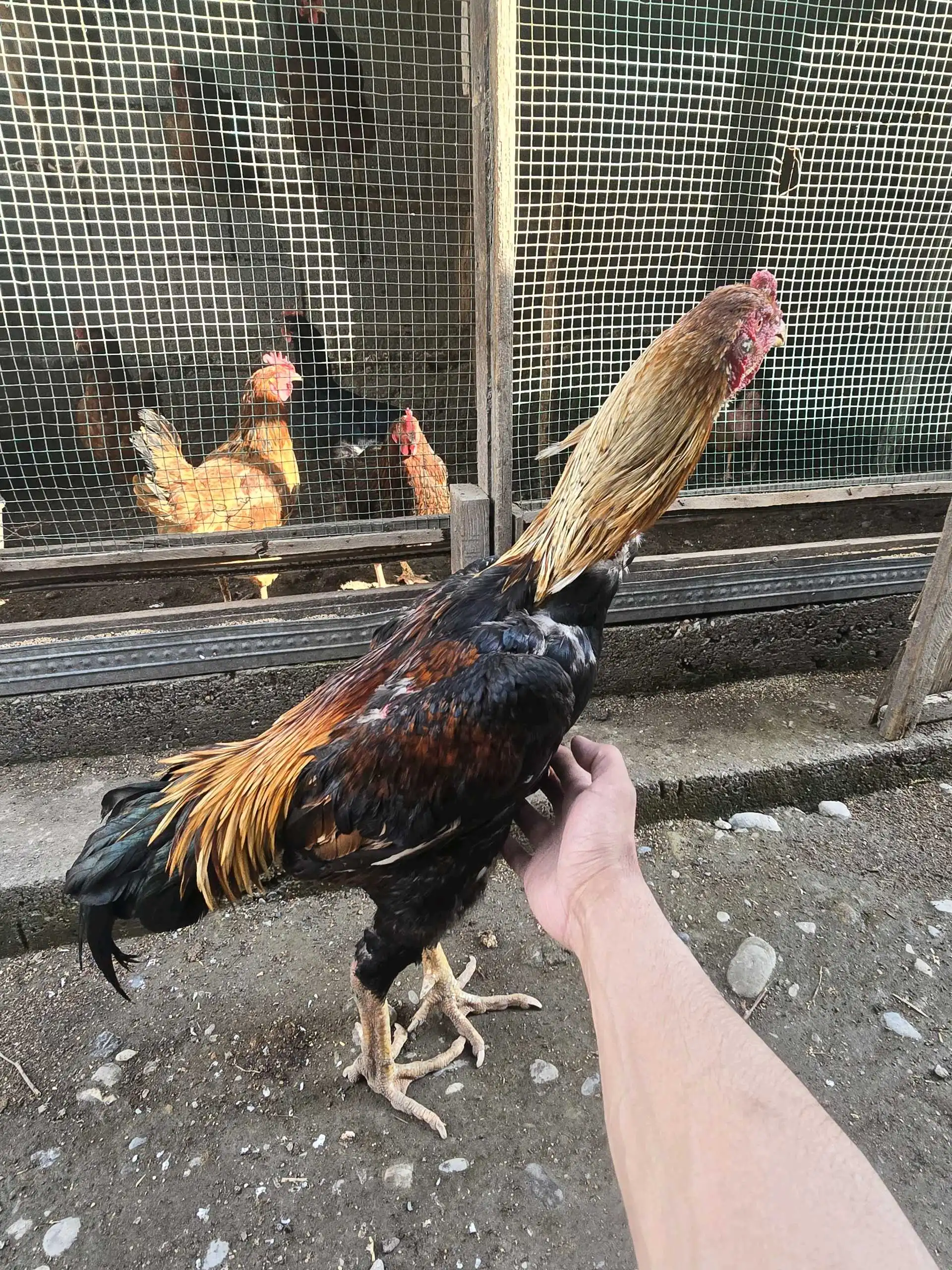 даканги калон