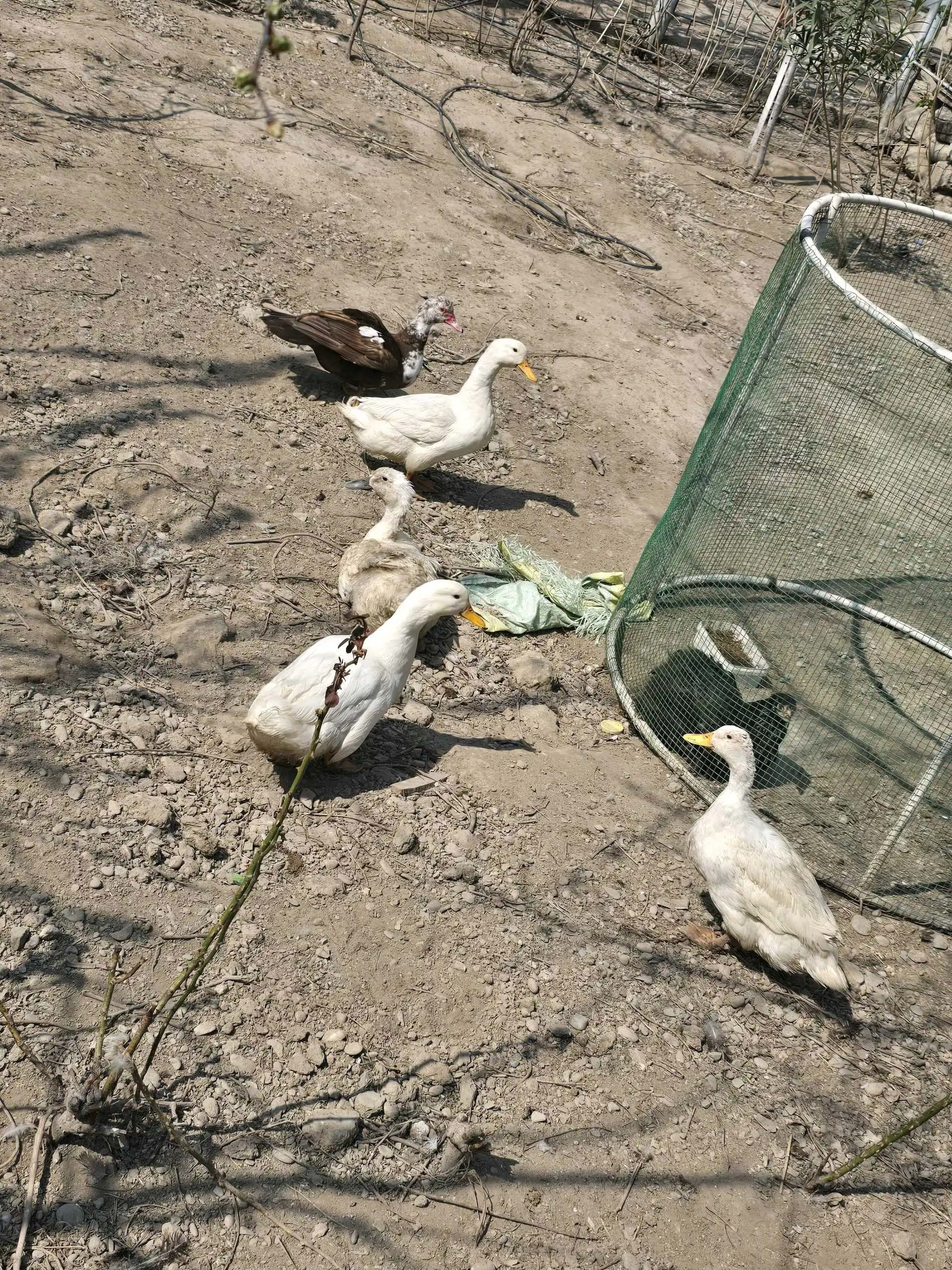 утка пекинский 