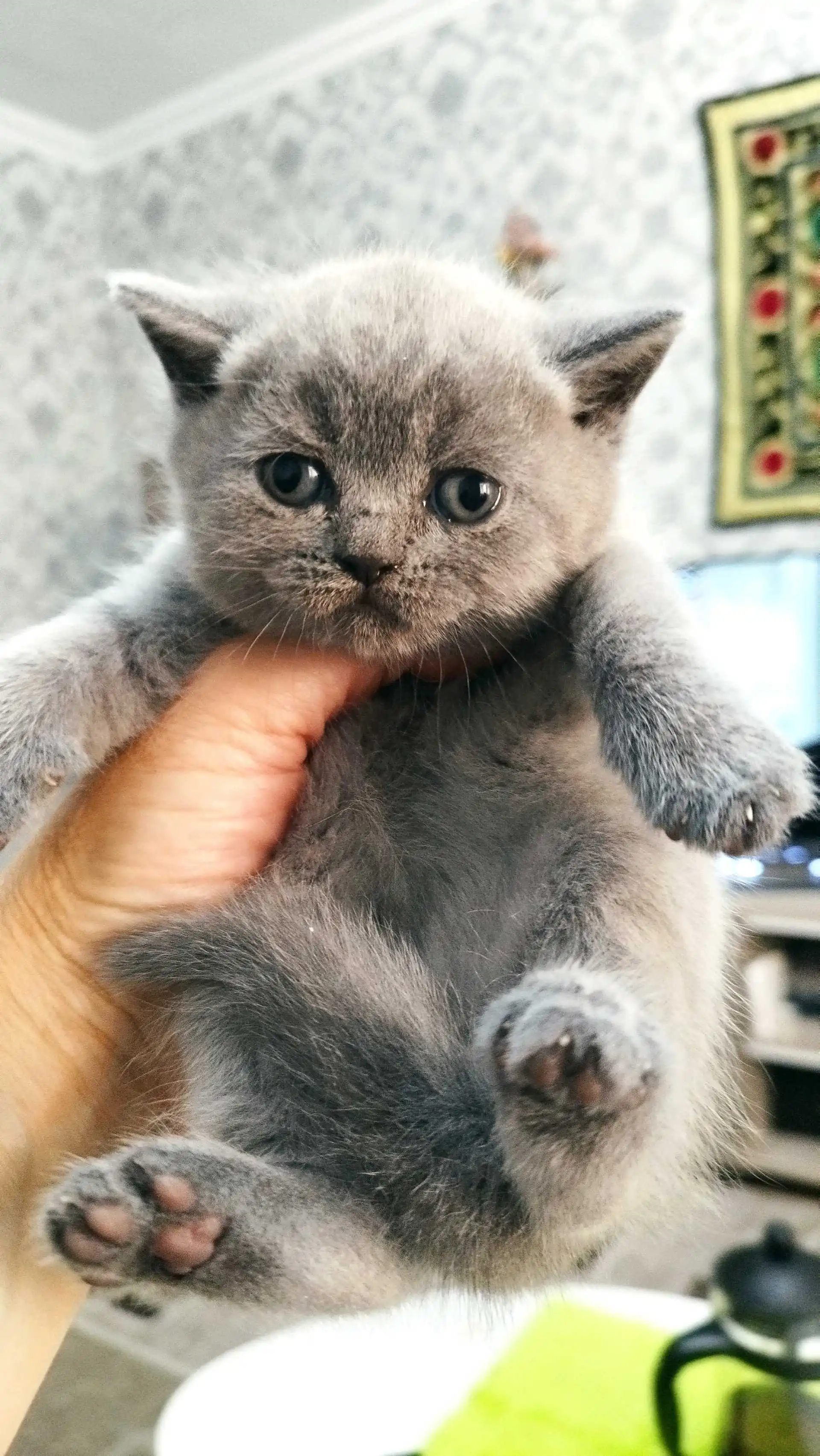 шотландские котята