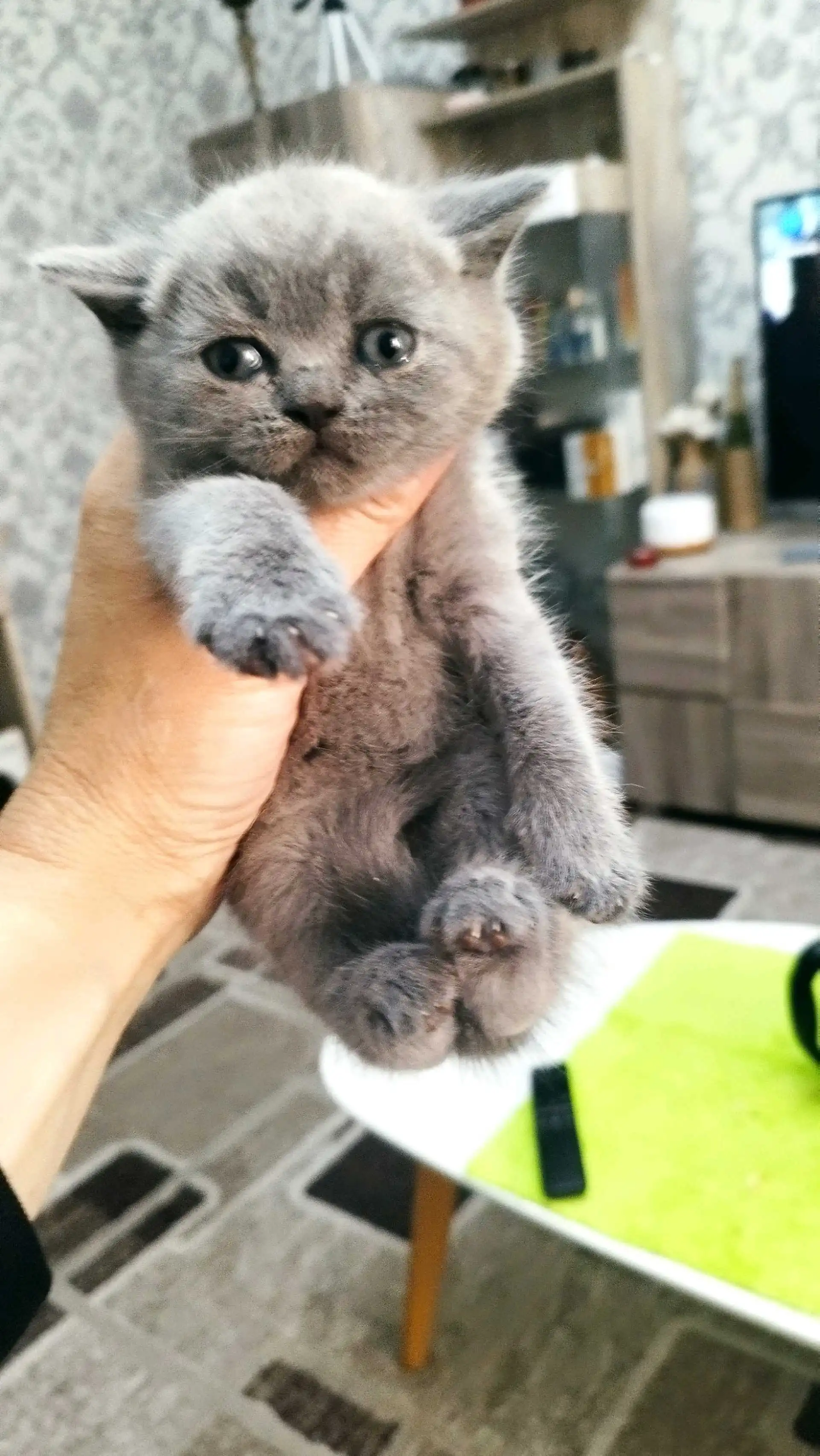 шотландские котята