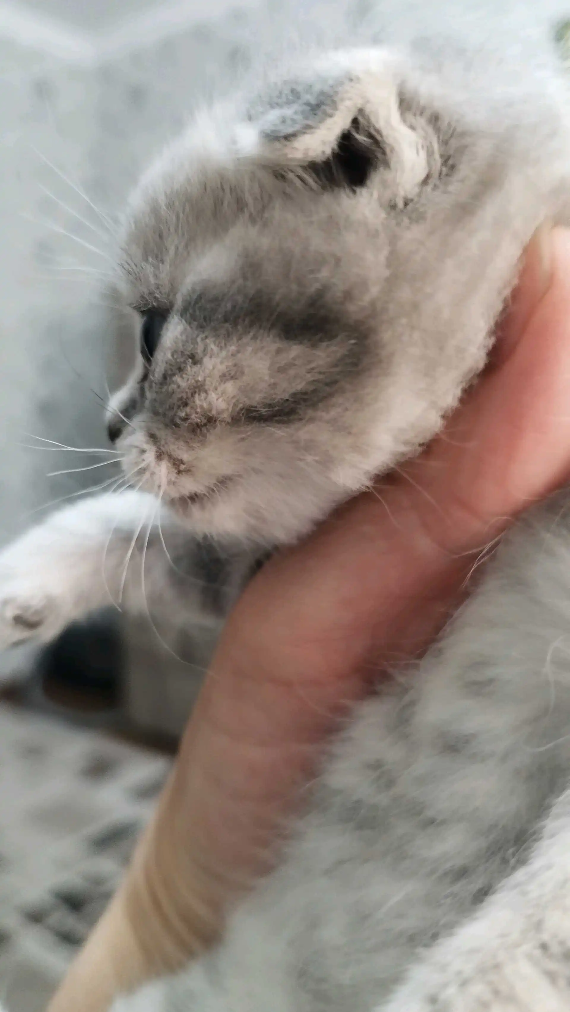 шотландские котята