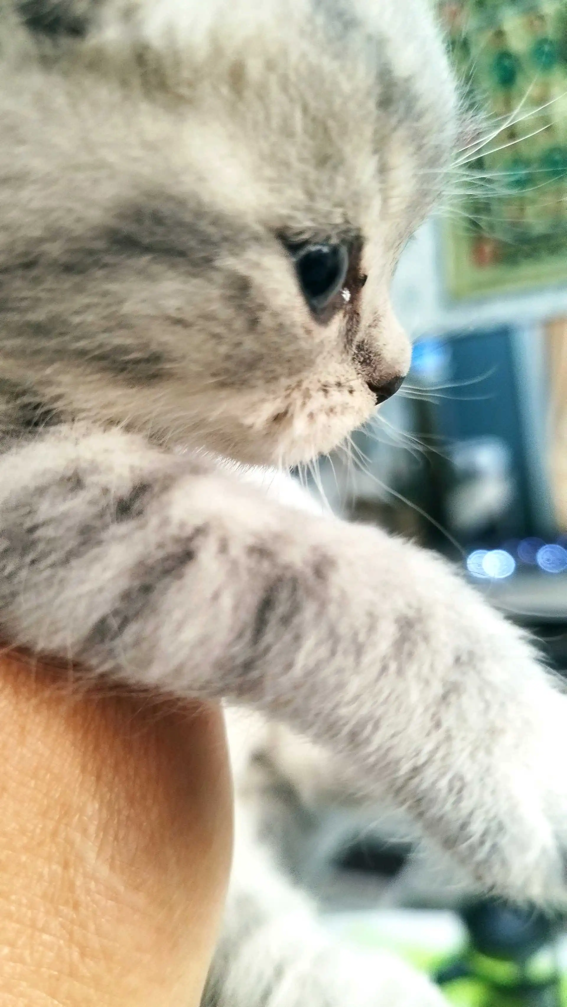 шотландские котята