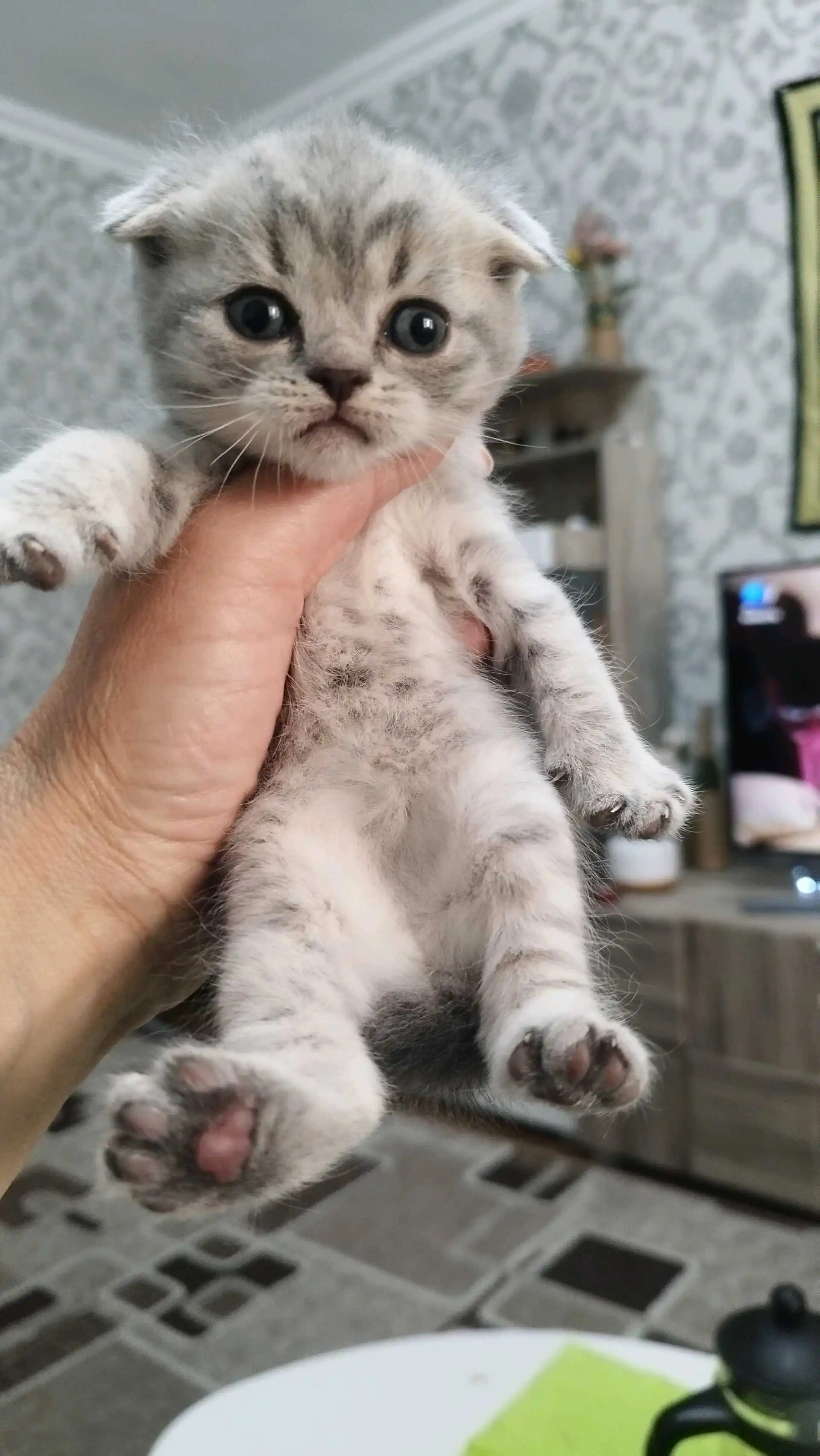 шотландские котята