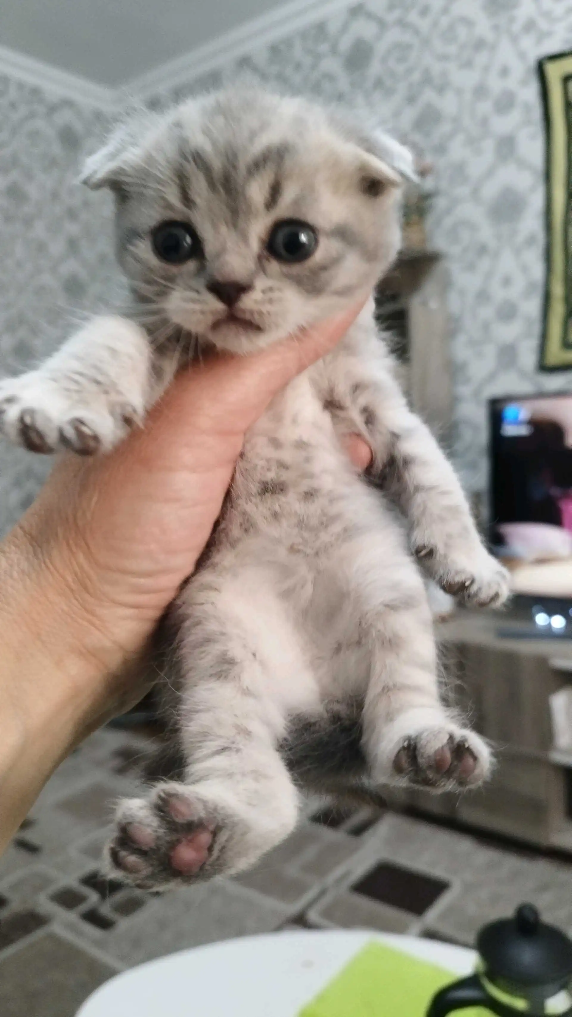 шотландские котята