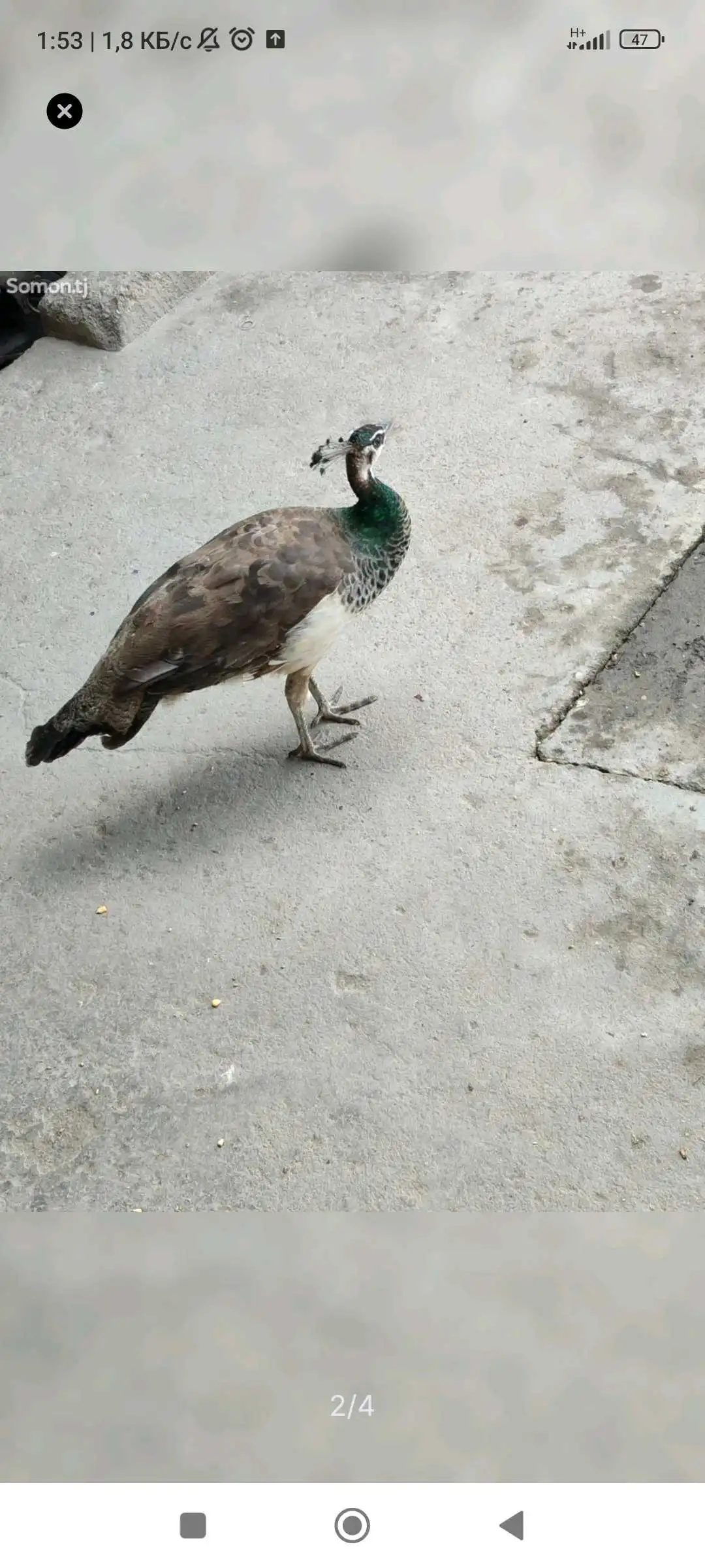 товус