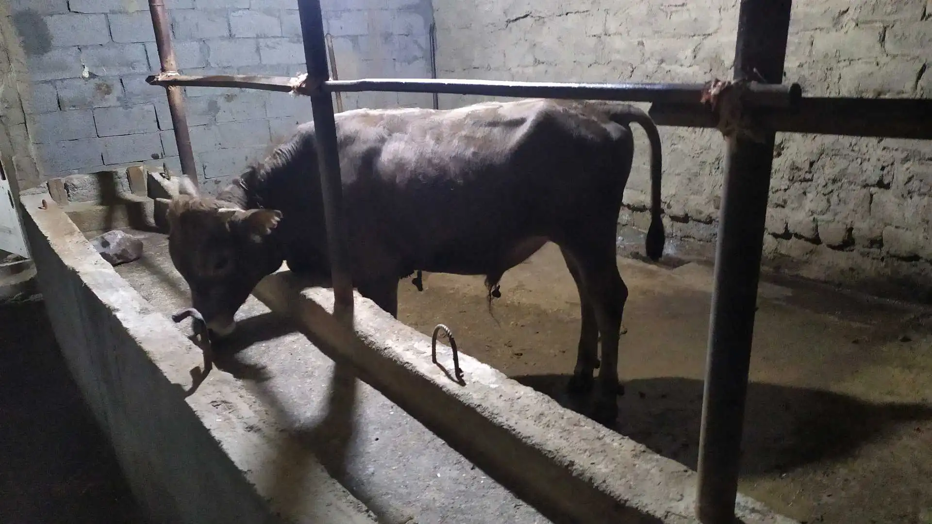 Букача швед