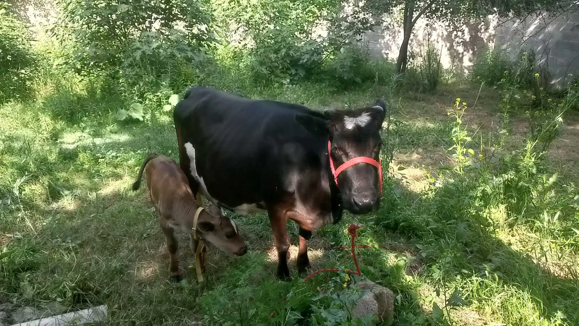 Гови Шир Те Тахдон