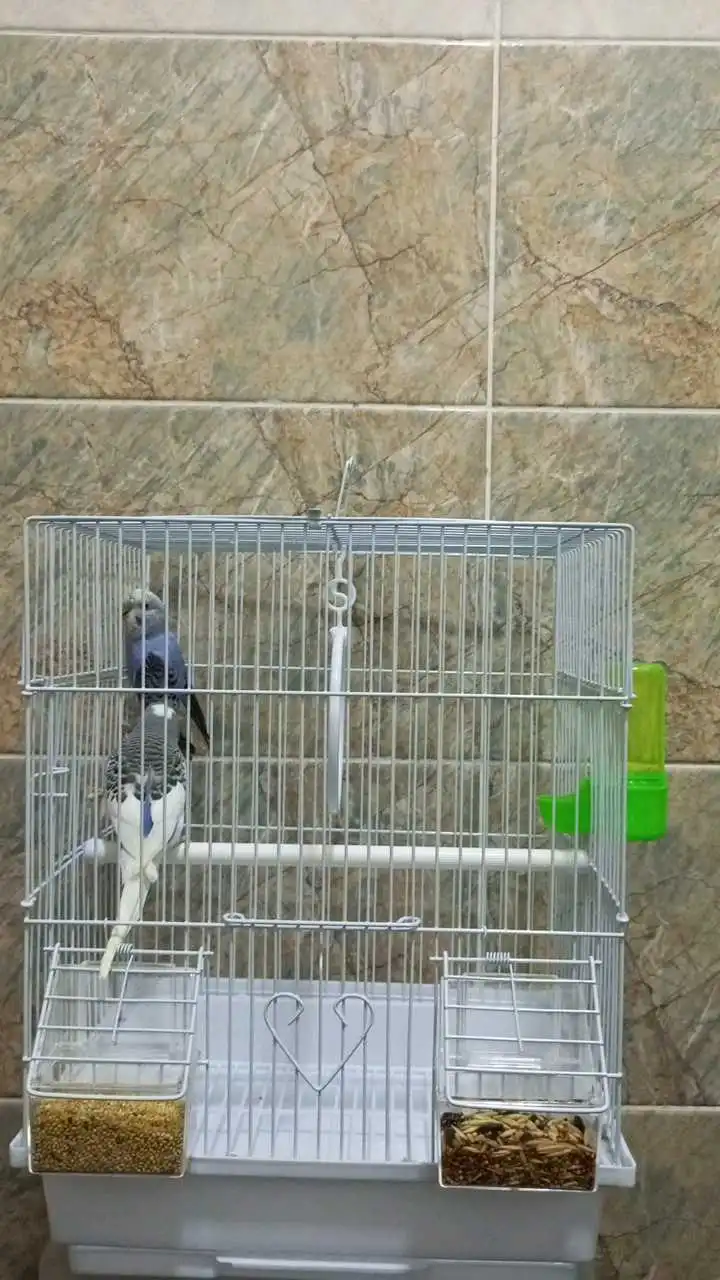 Попугай комплект