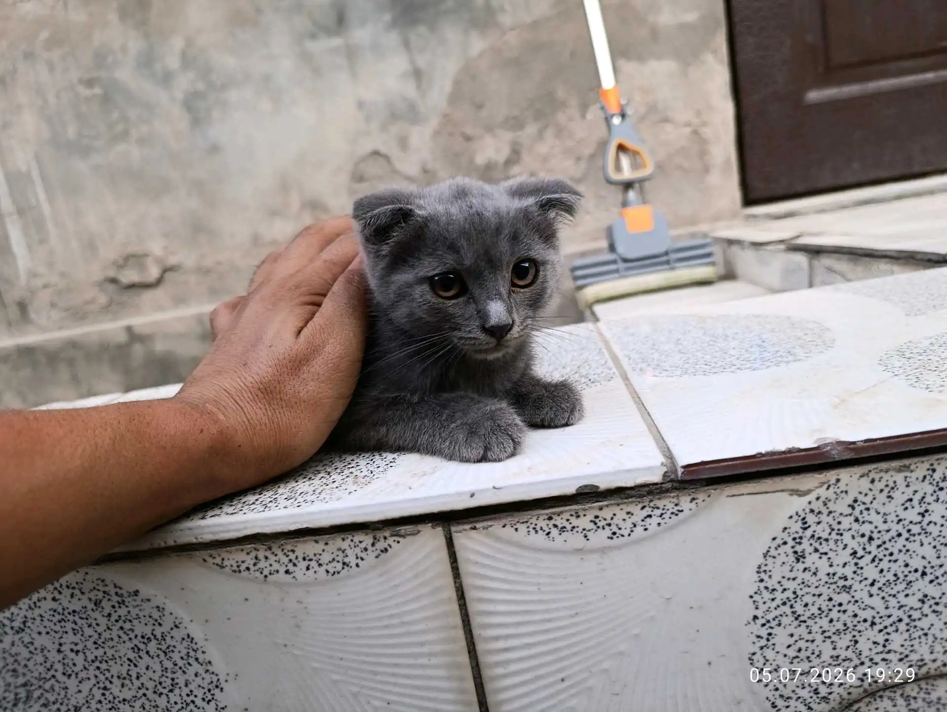 Гурбачаи зотӣ бо волидони British Chinchilla ва