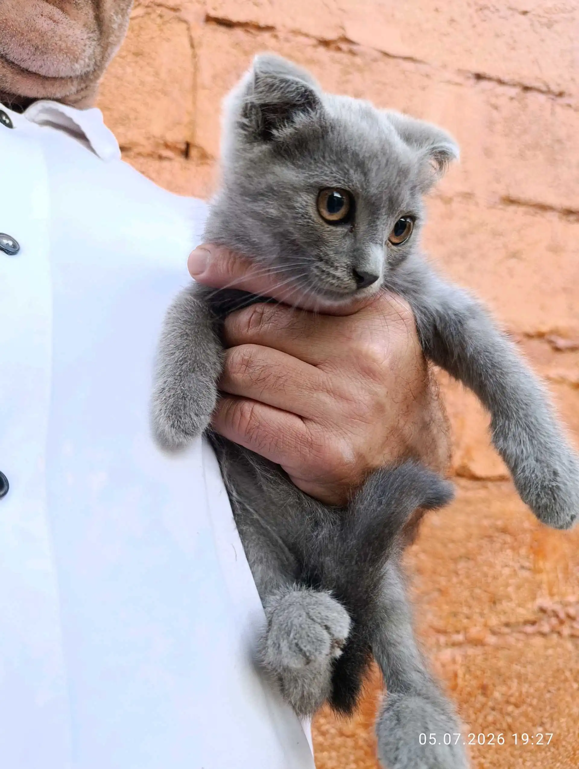 Гурбачаи зотӣ бо волидони British Chinchilla ва